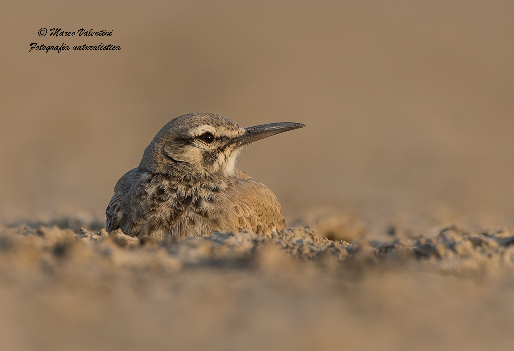 Hoopoe lark