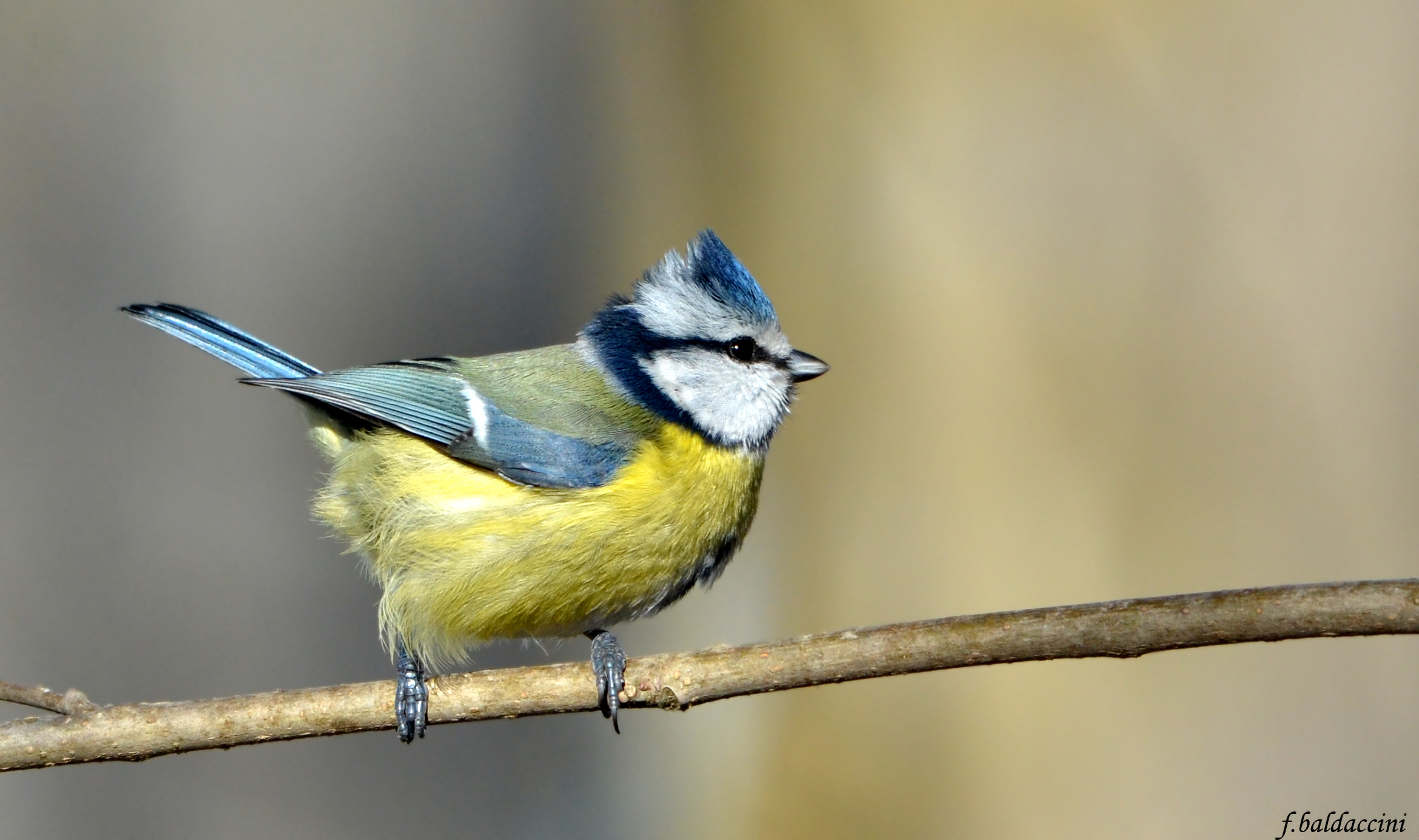 the blue tit