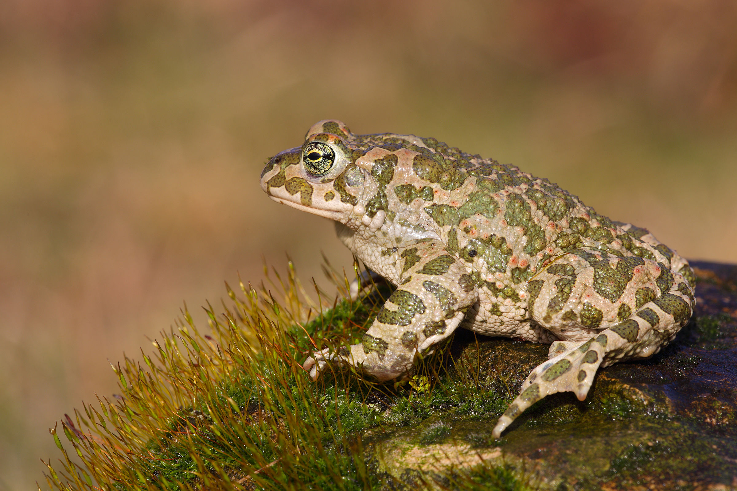 Green Toad