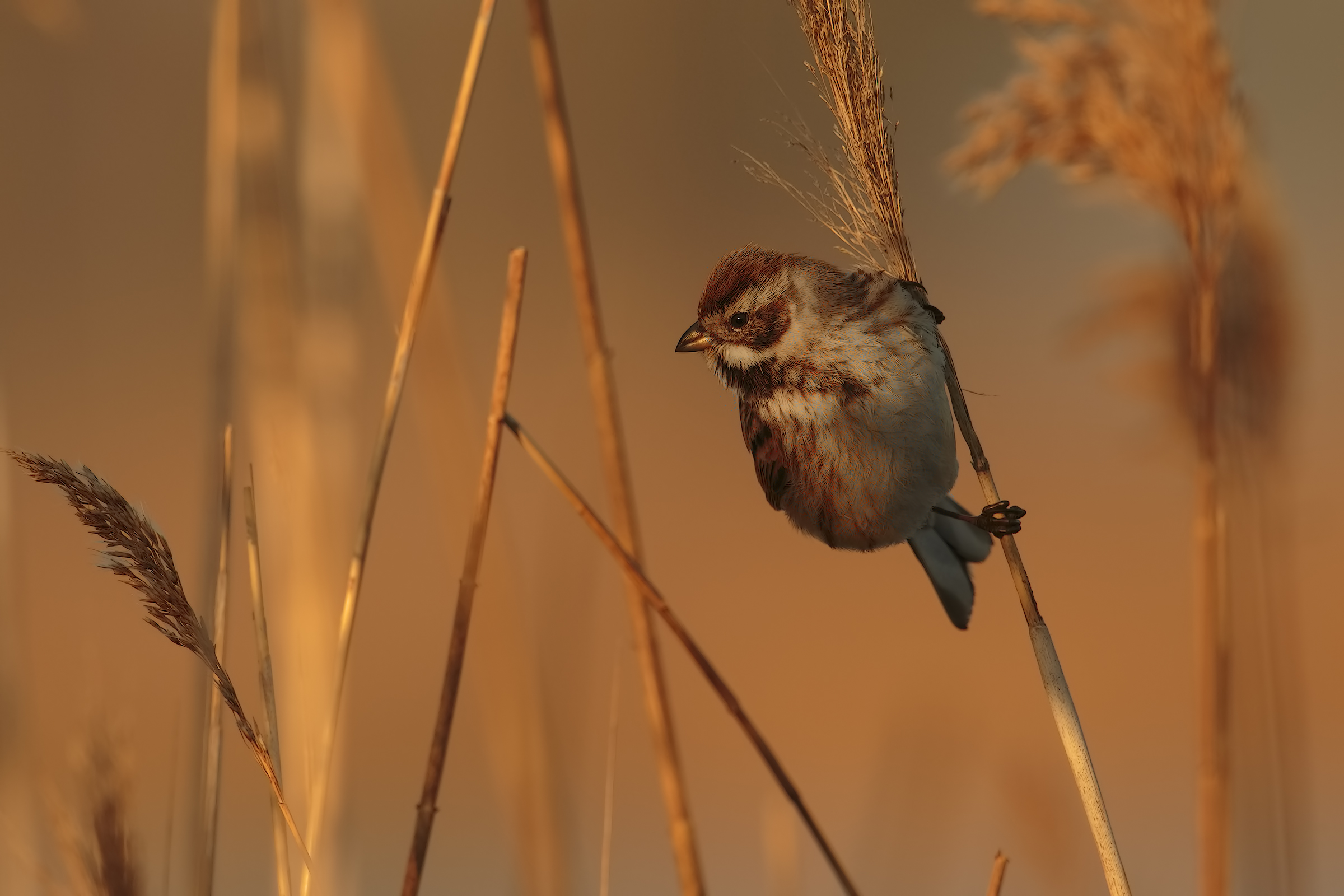 Reed Bunting ... dawn!