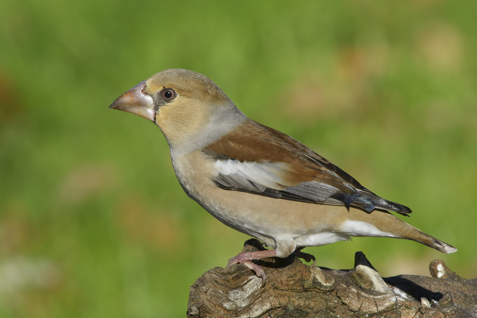 Hawfinch