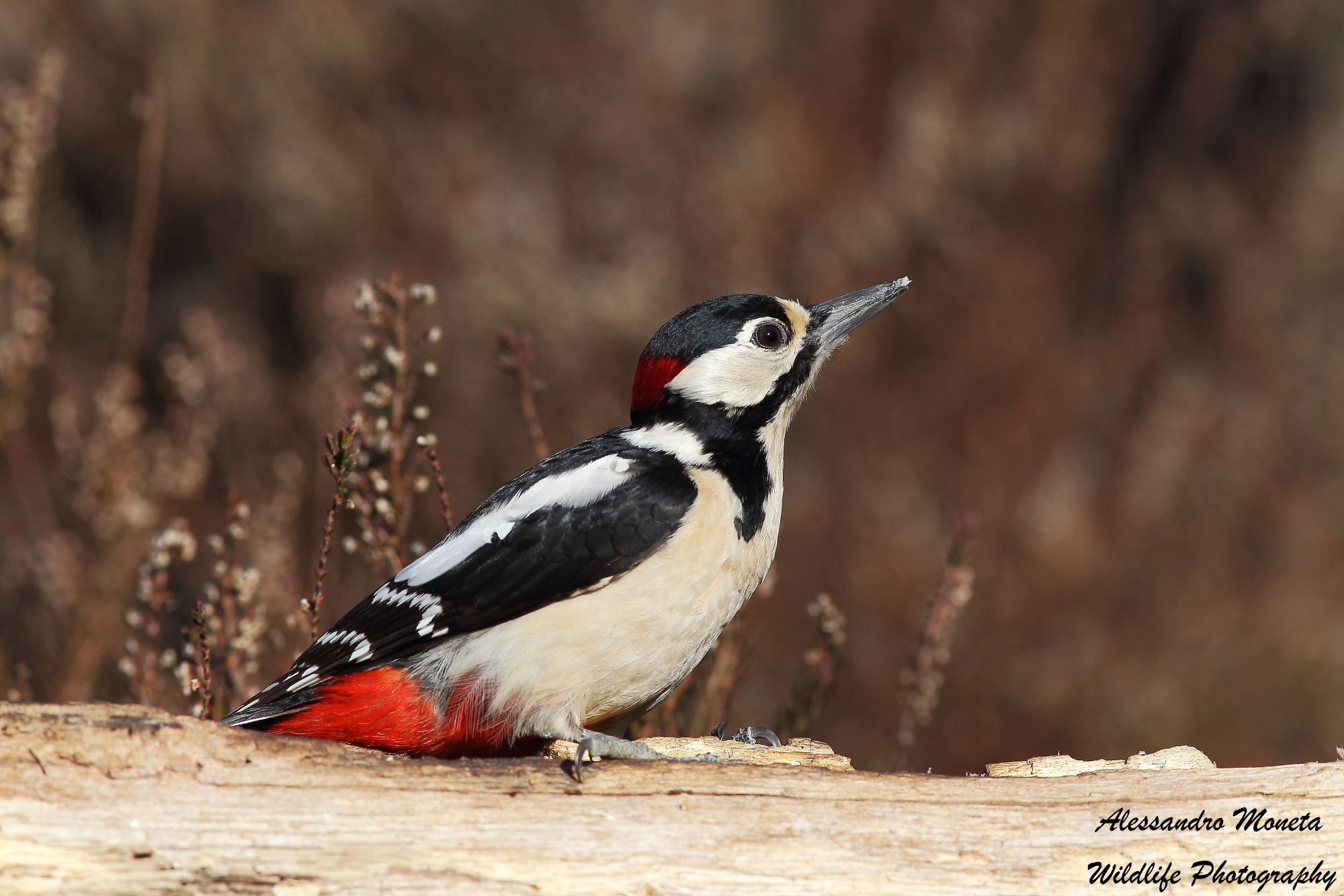 Spotted Woodpecker Male