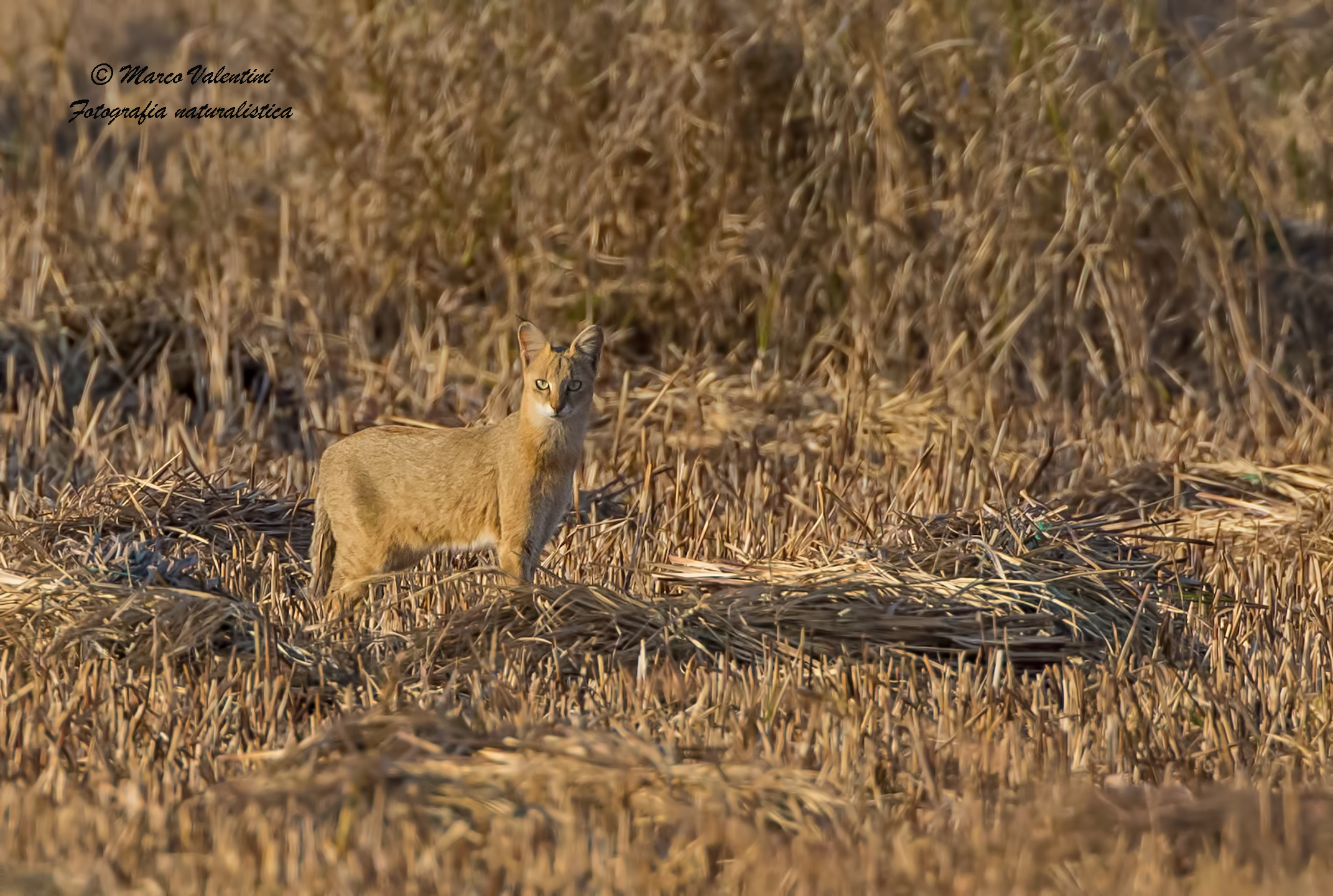 Lo sguardo del gatto