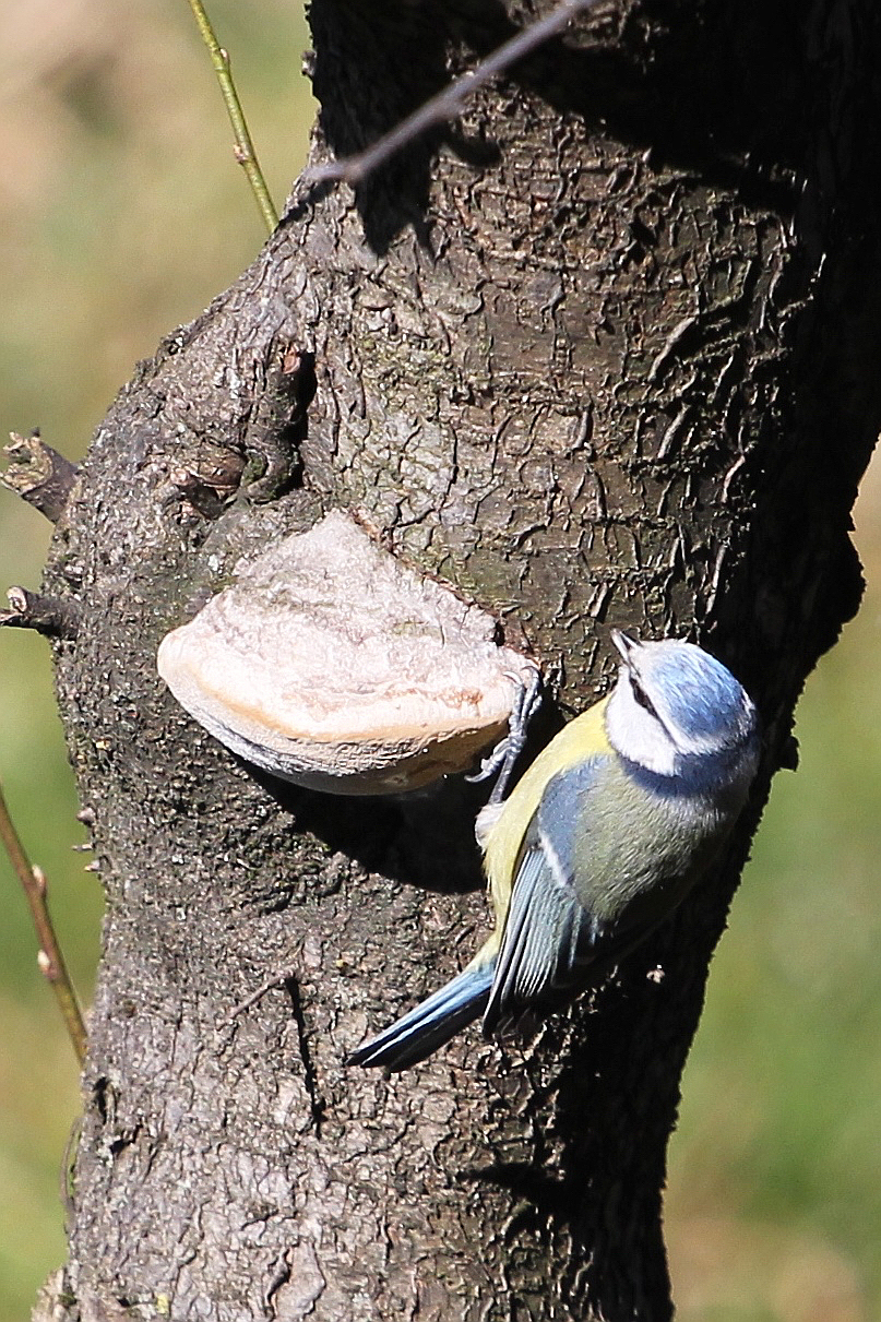 Uccellino azzurro (verde).