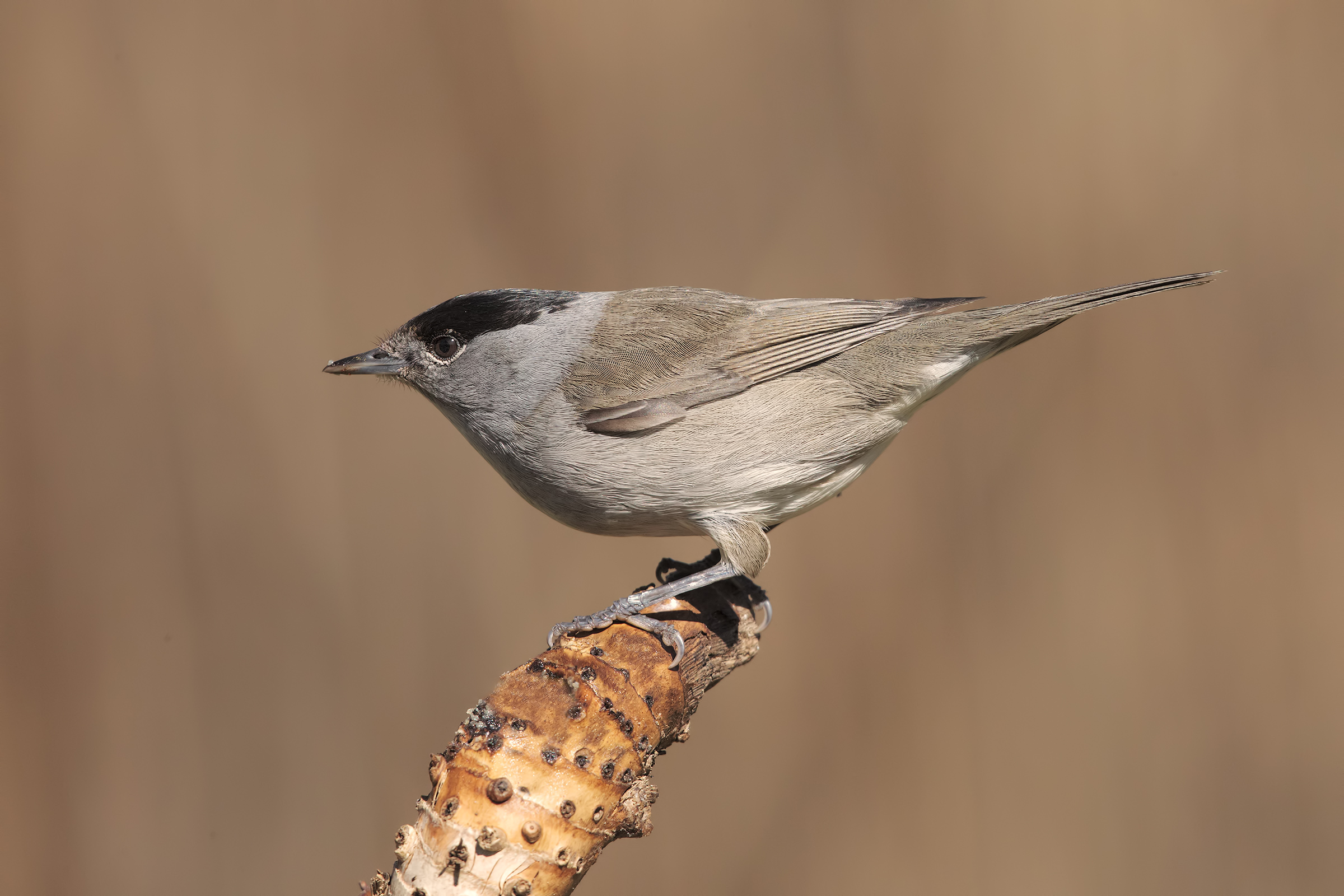 pronti, attenti, via...