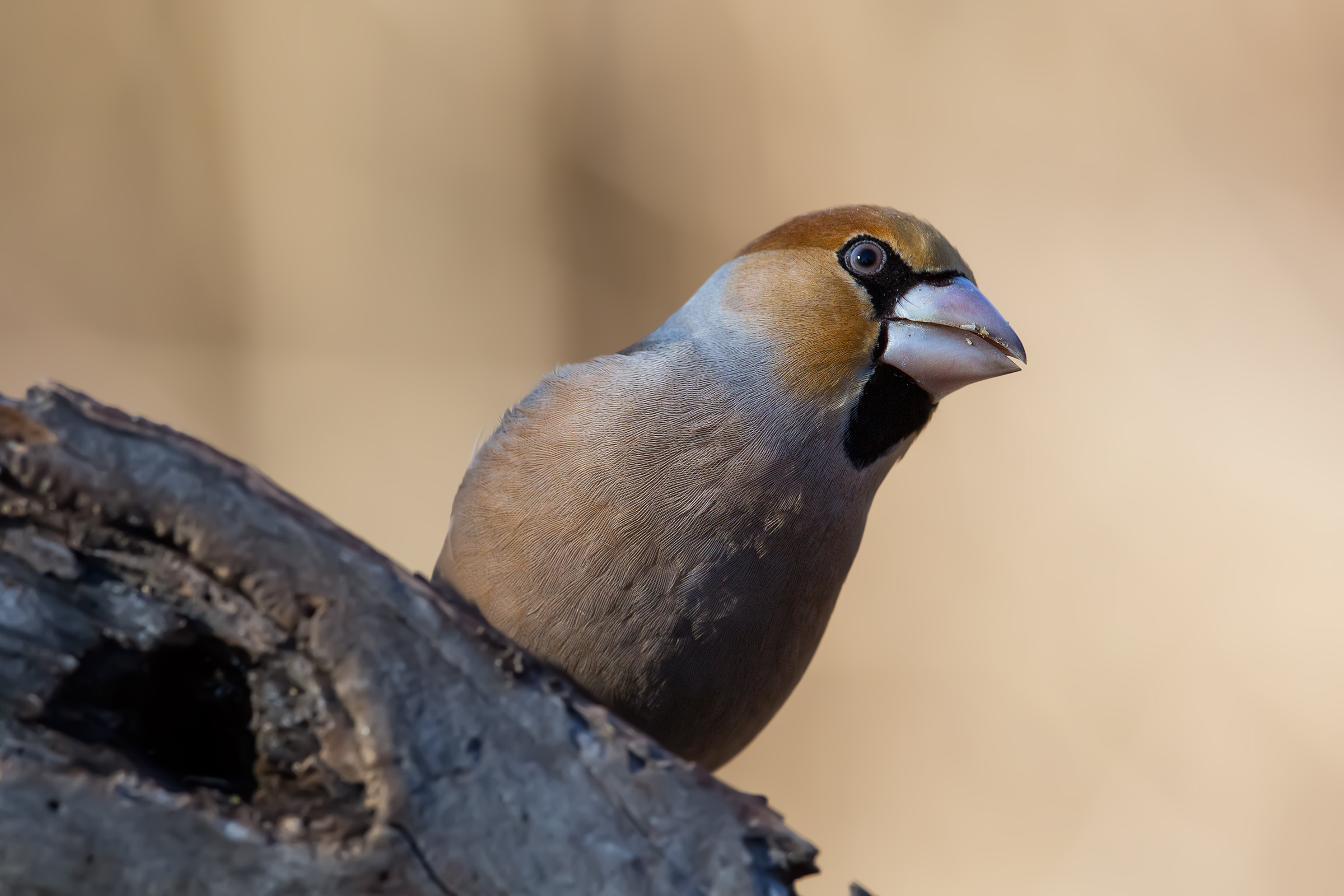 Hawfinch careful