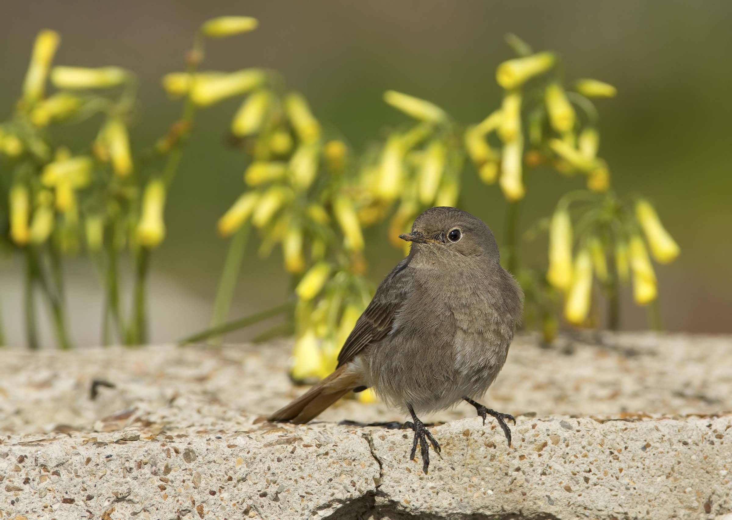 codirosso spazzacamino (phoenicurus ochruros)