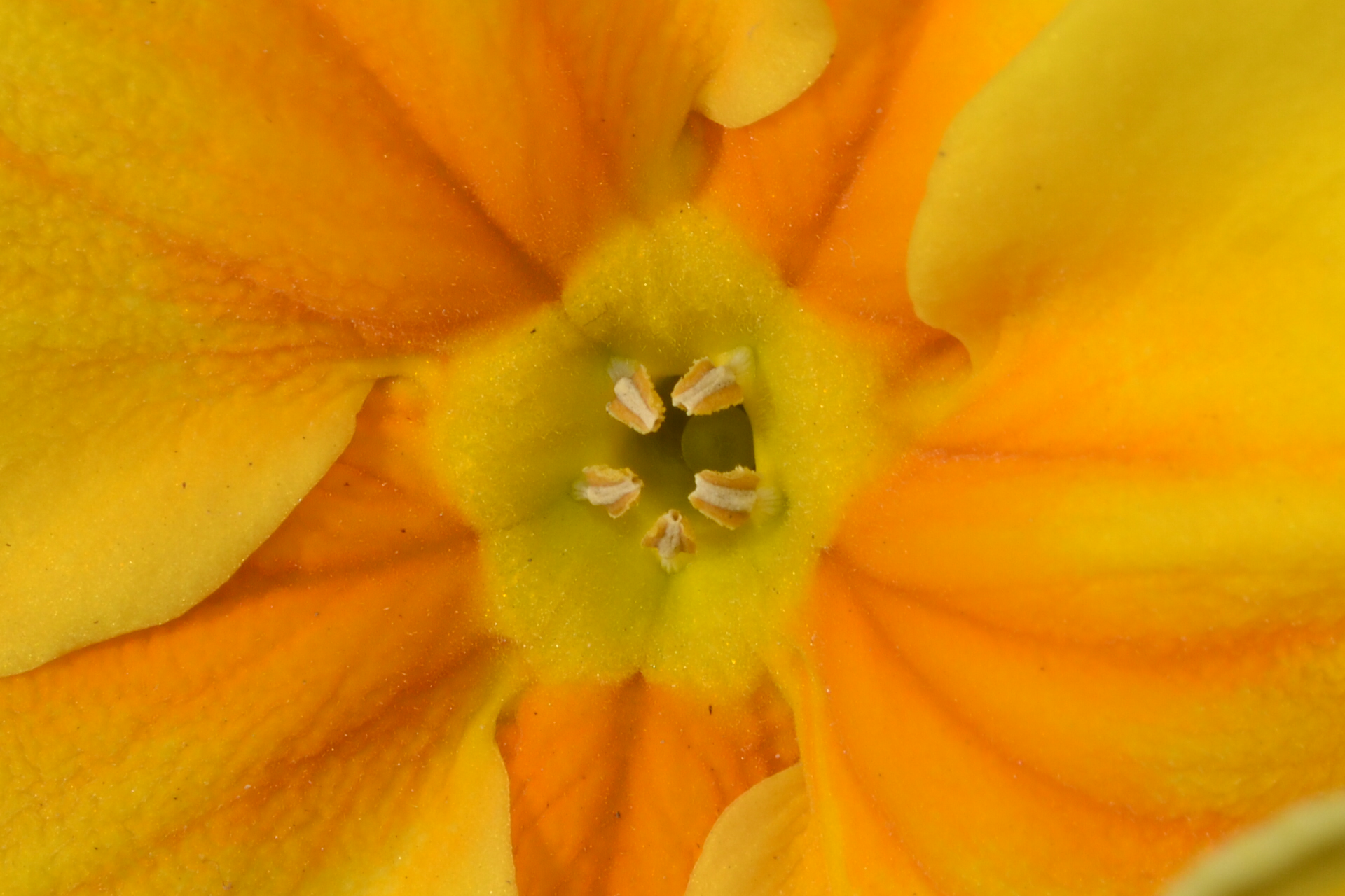 Nel cuore della primula