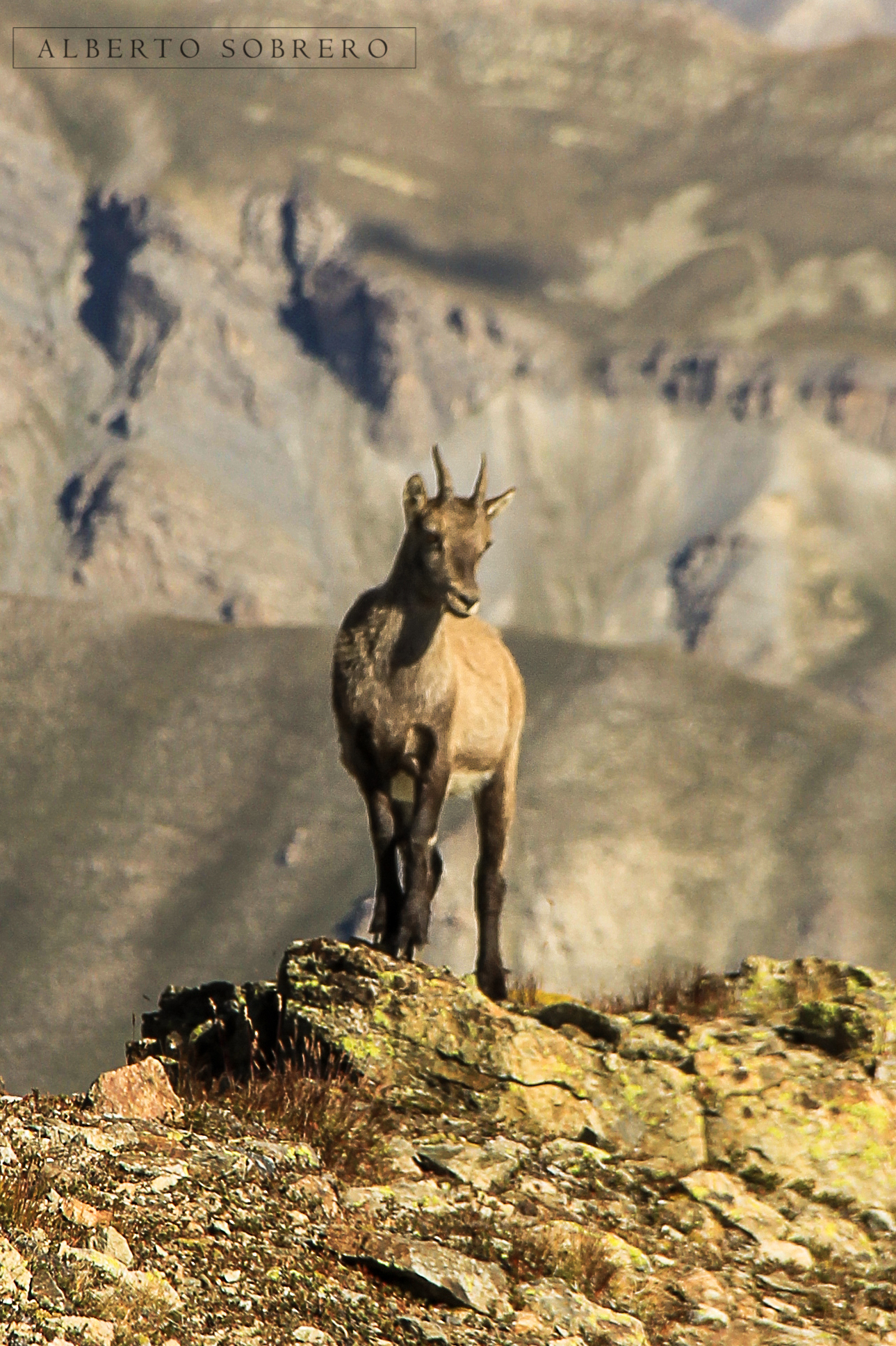 Cuccioli di stambecco in Valle Stura 2