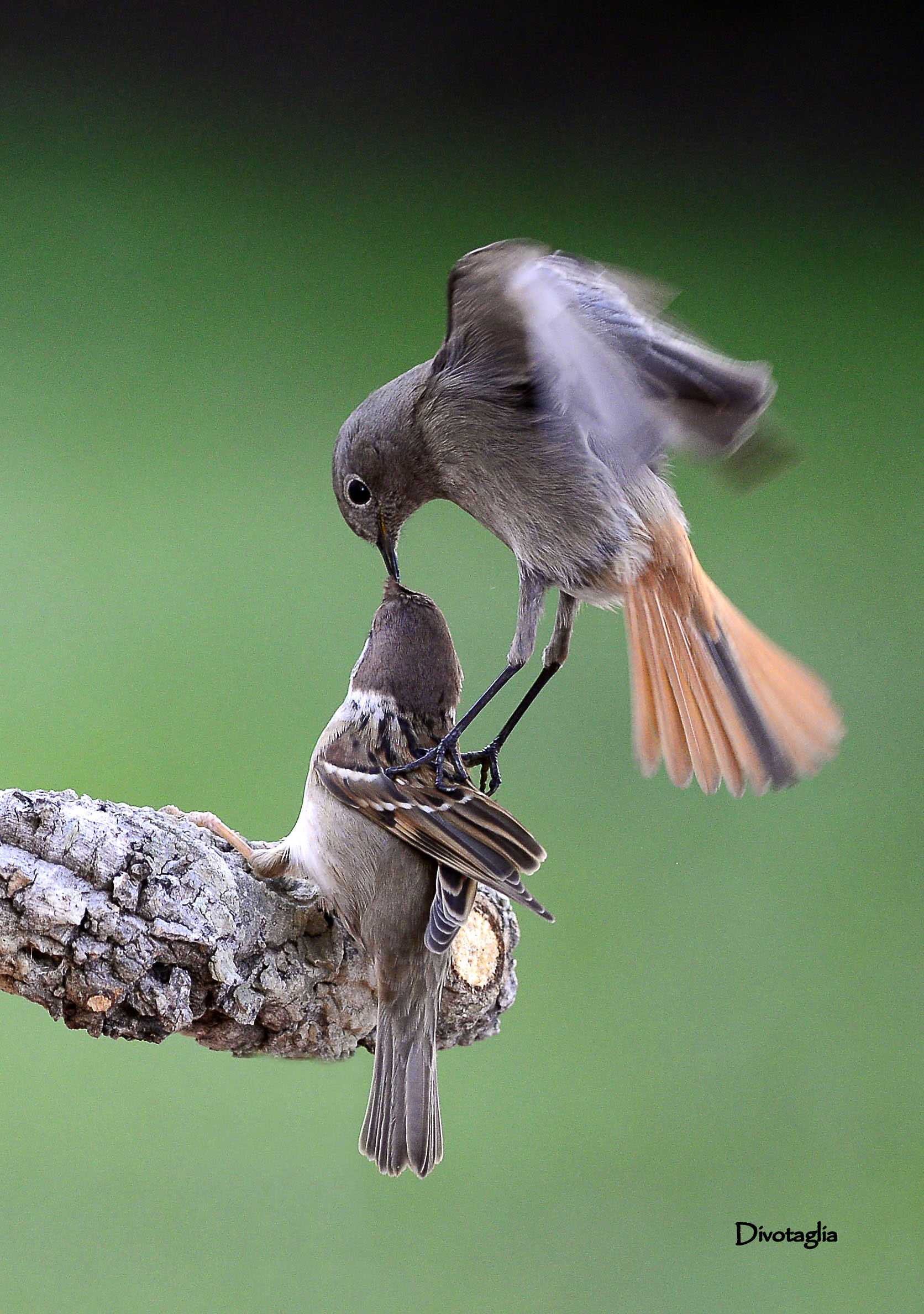 Breathing beak to beak