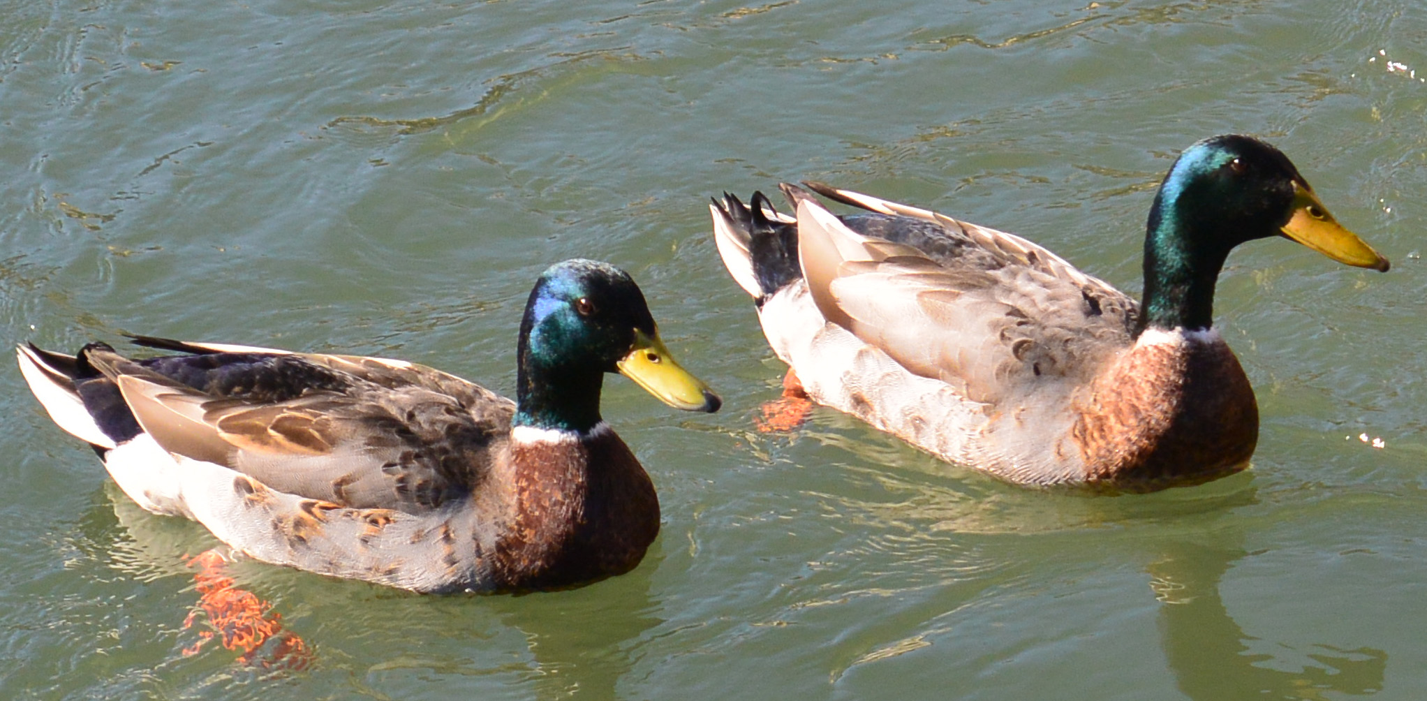 Mallards