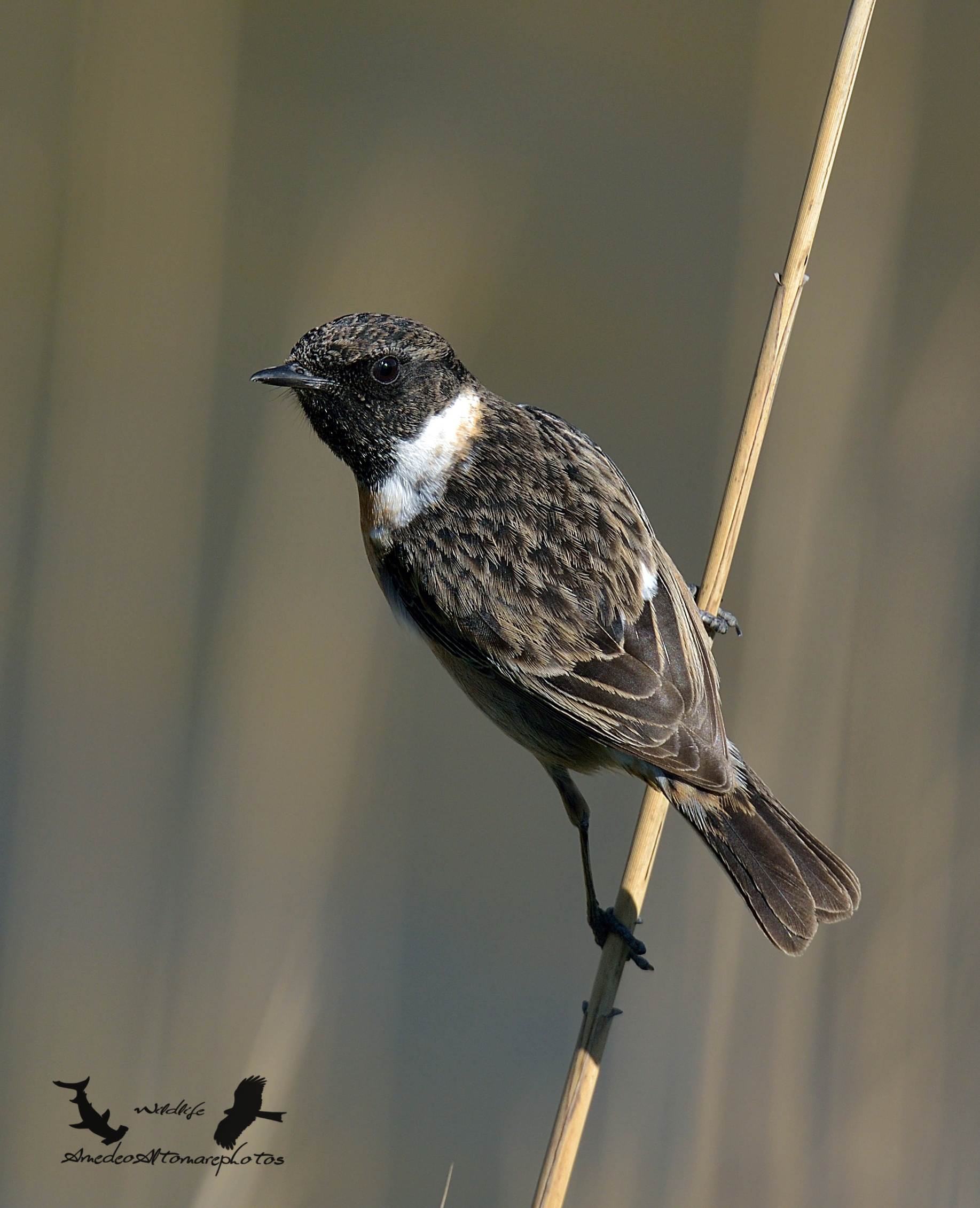 Stonechat m. African stonechat 2015
