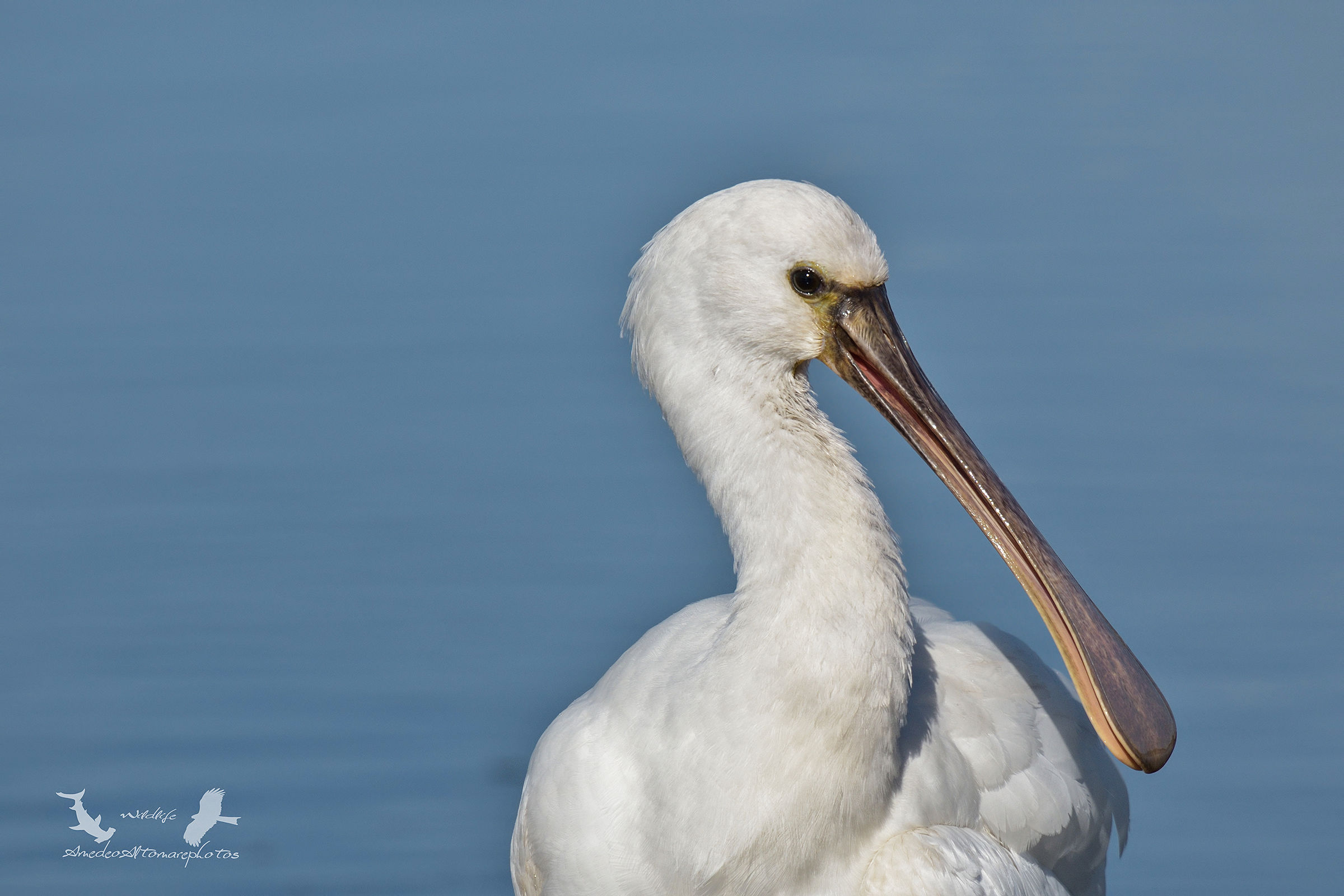 Spoonbill, Eurasian spoonbill 2015