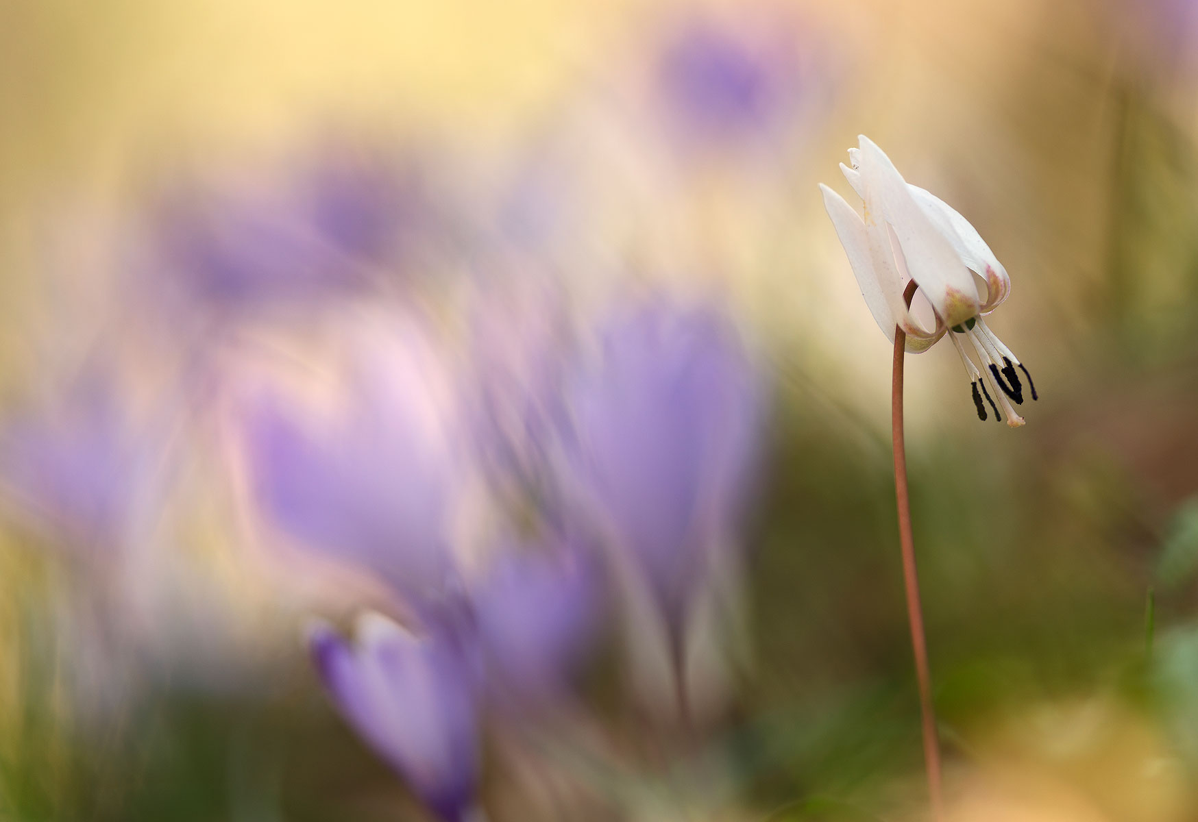 Erythronium dens-canis