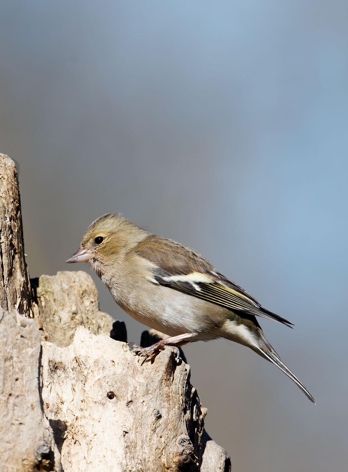 Chaffinch
