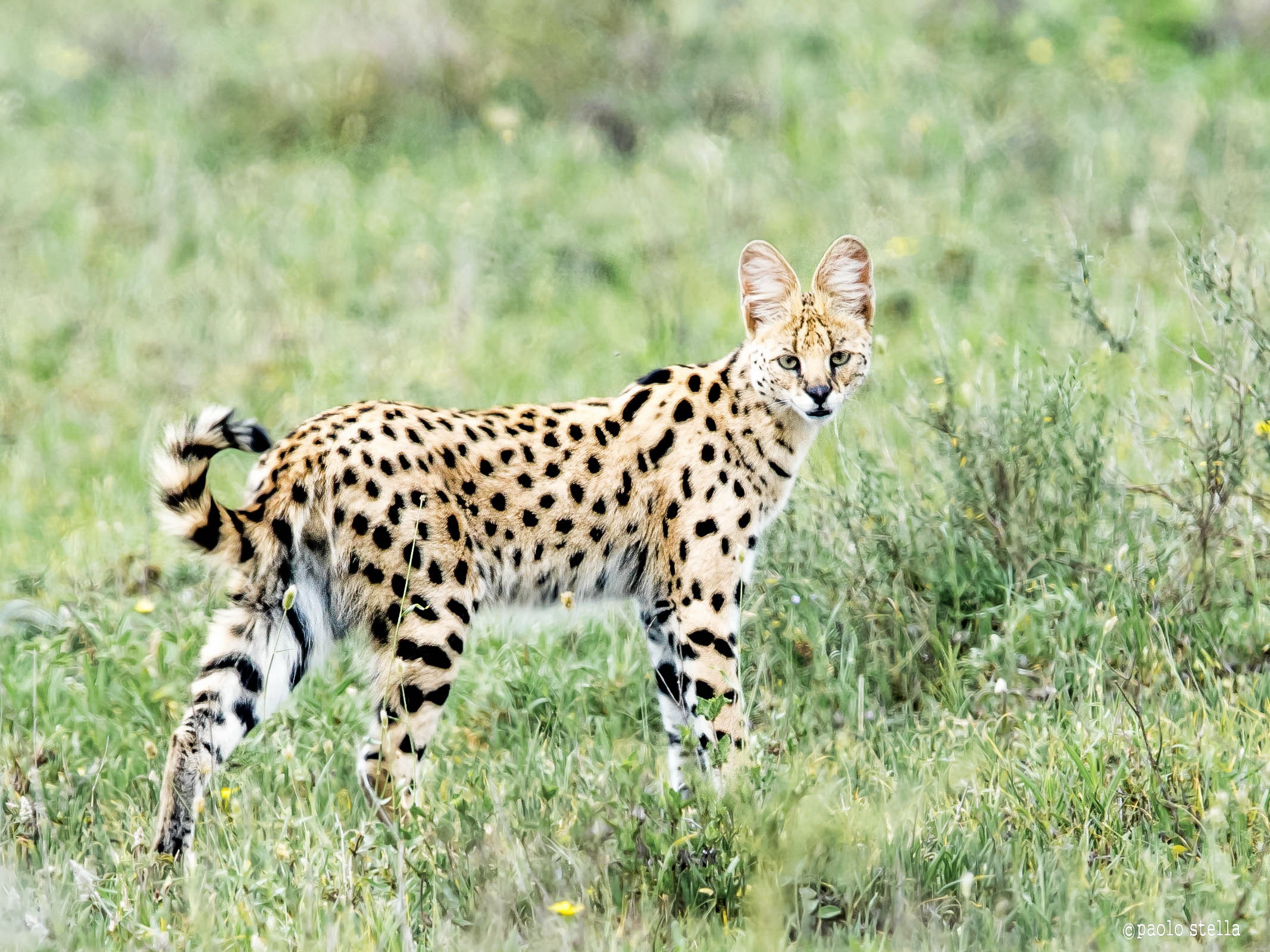 serval (Leptailurus serval)