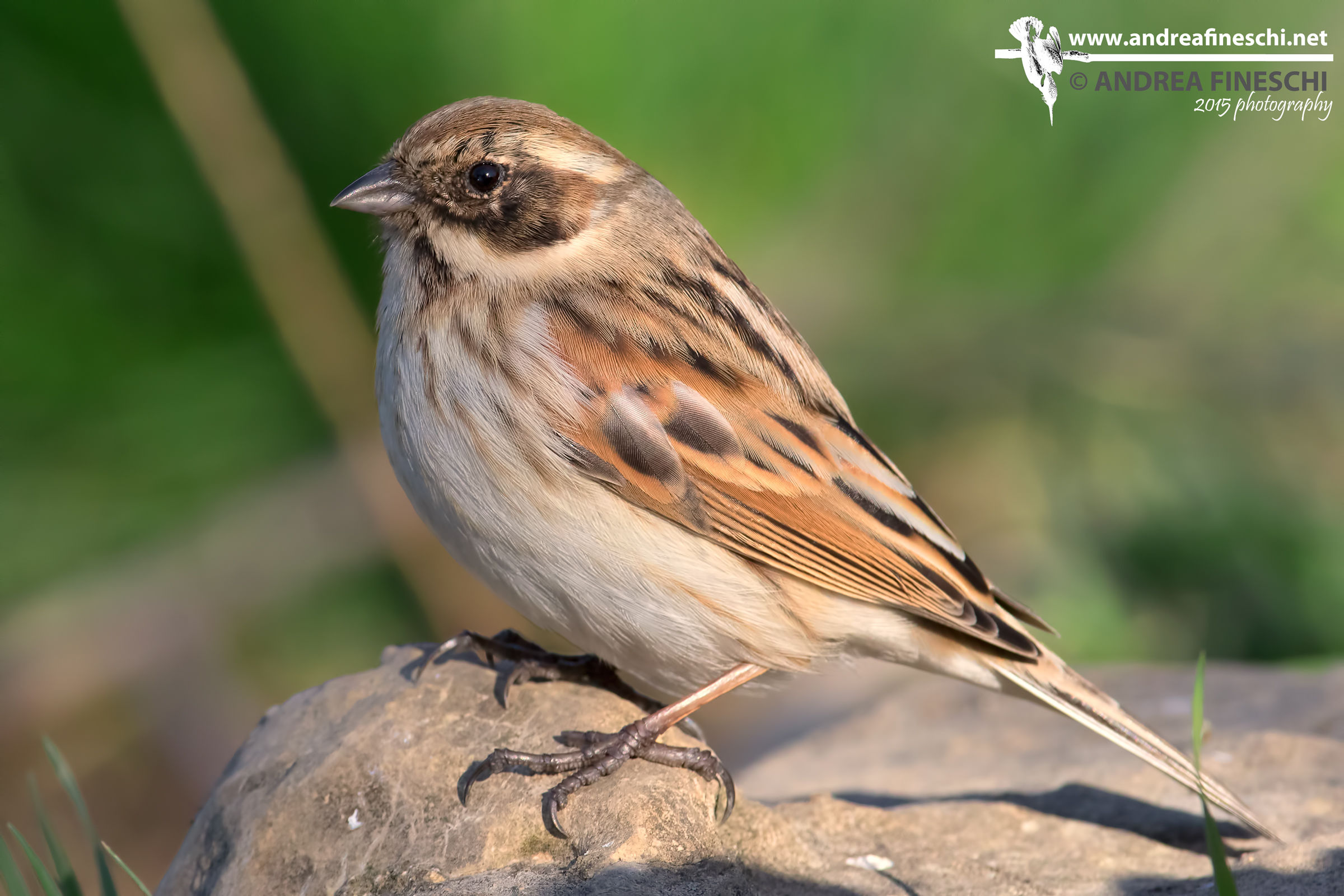 Female of bunting