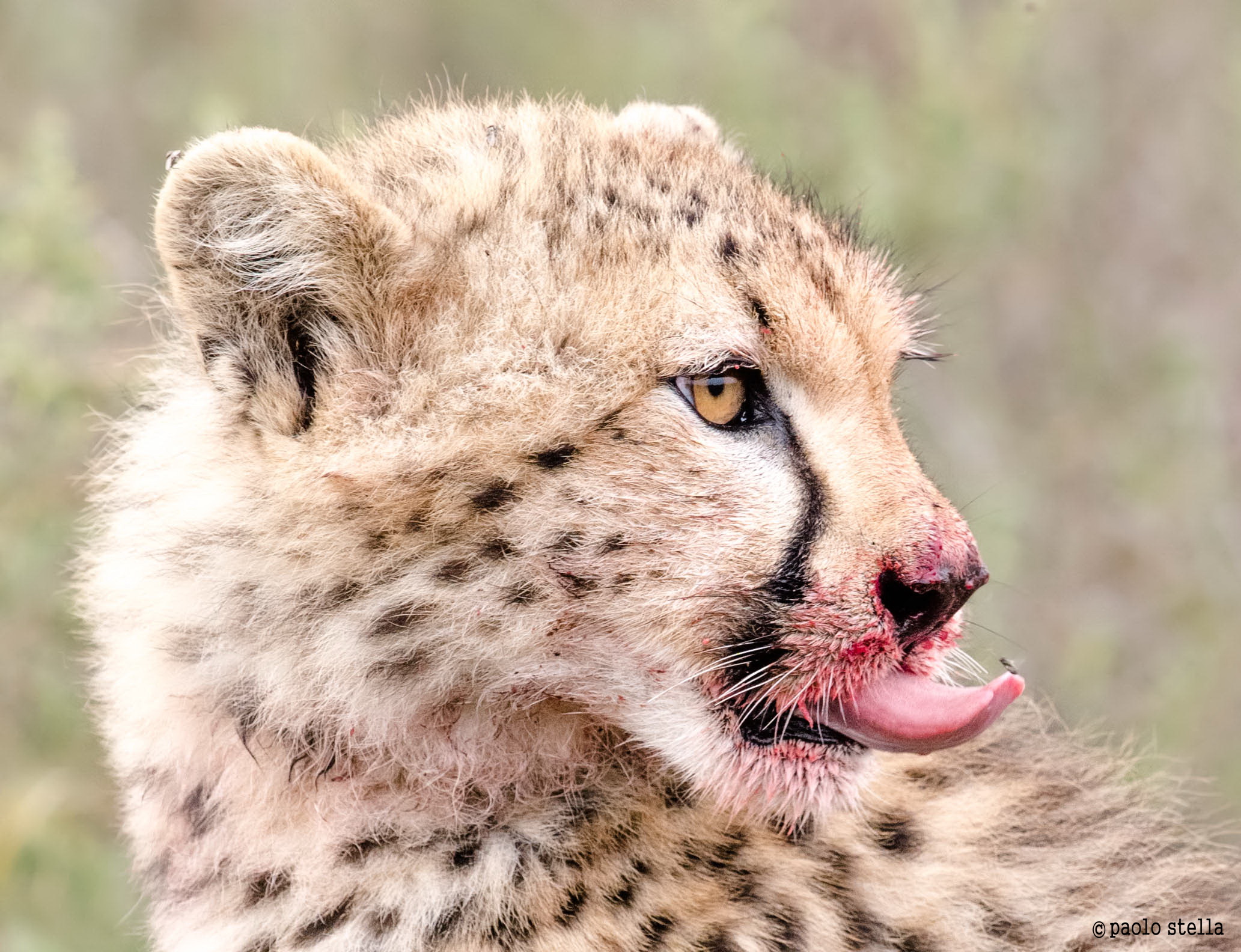 bloody cheetah