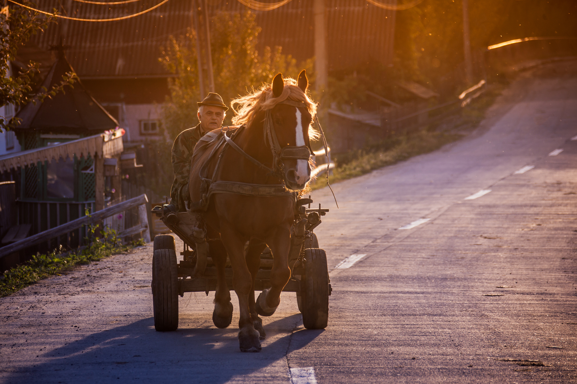 Maramures - chariot's horse