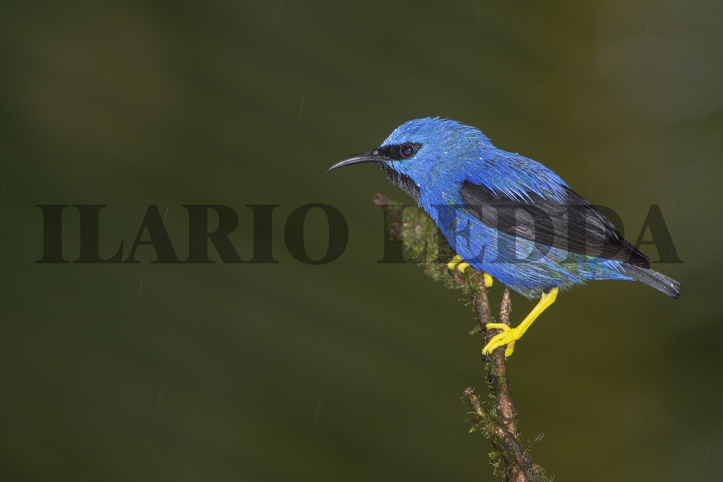 Shining Honeycreeper