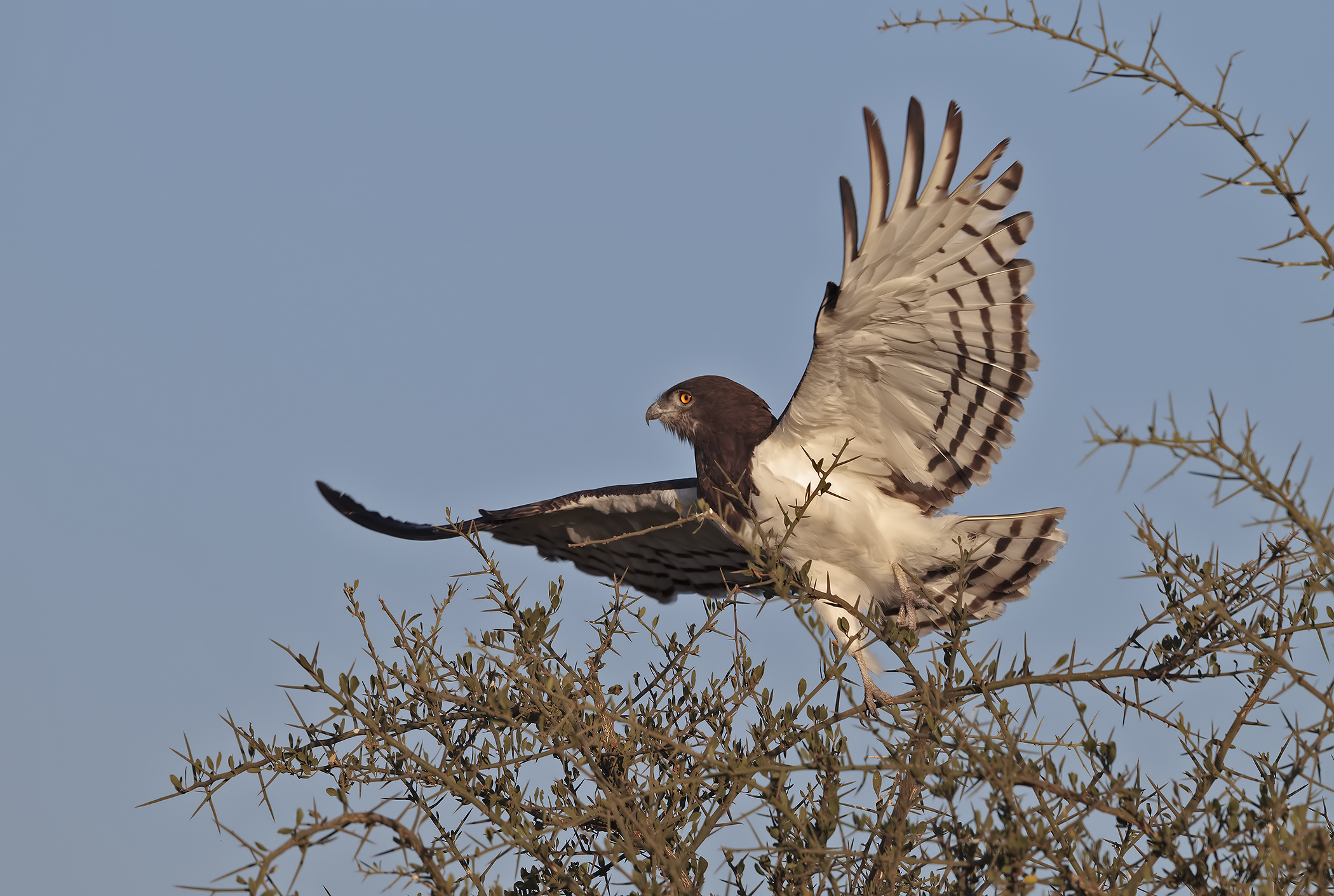Biancone Black Chested