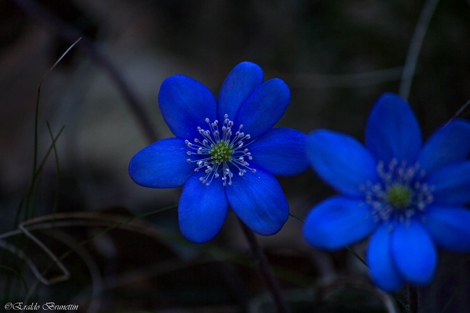 Grass impairment (Hepatica nobilis)