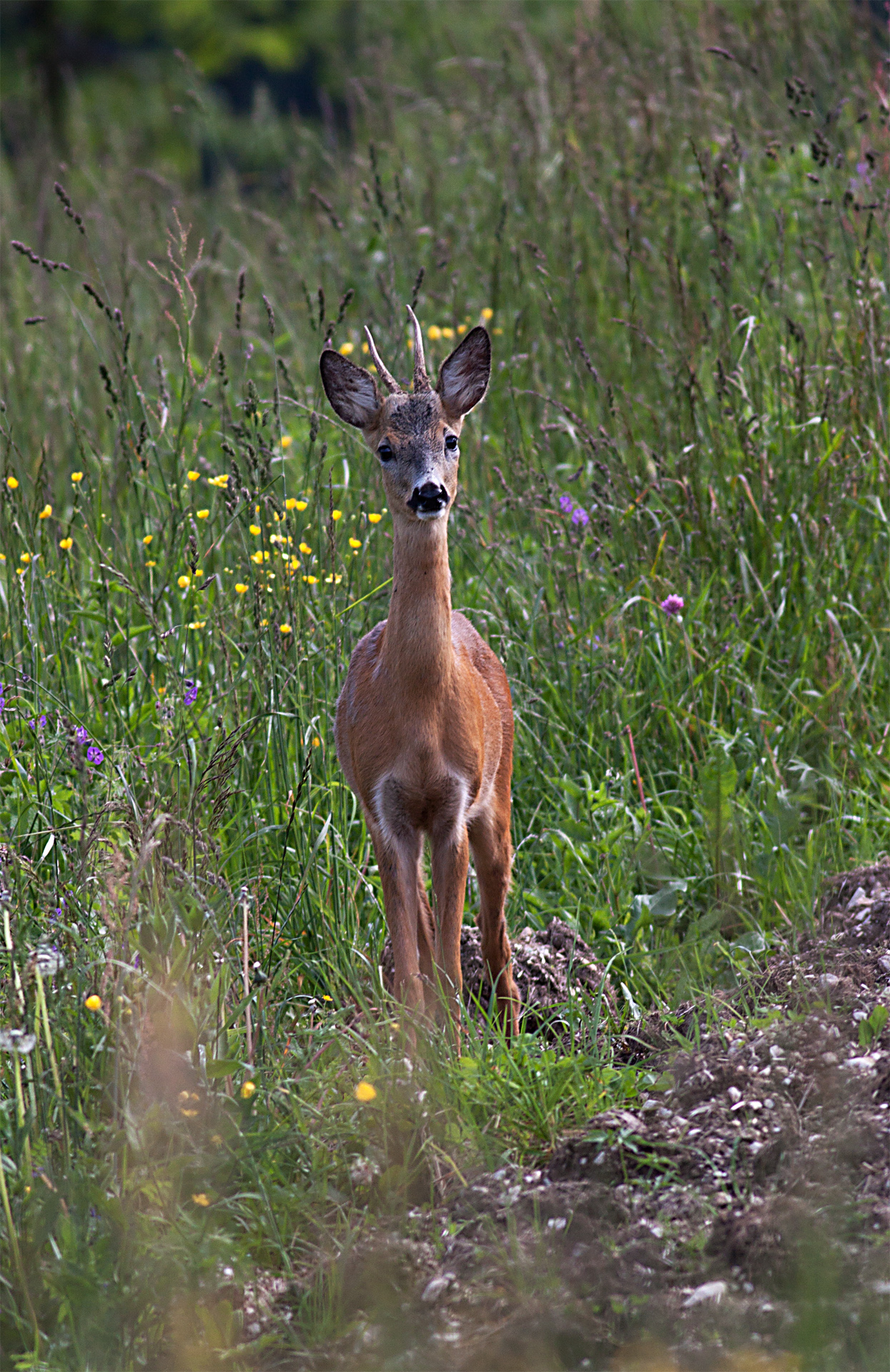 Young deer