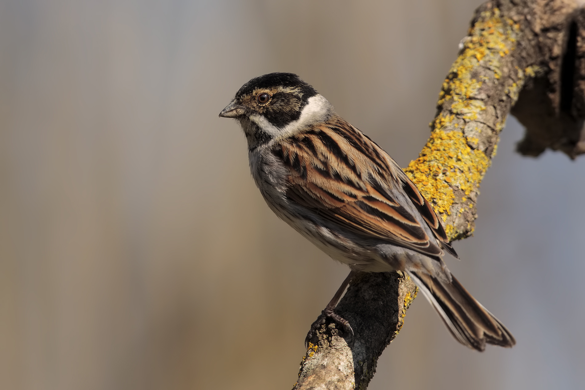 new migliarini2 ....