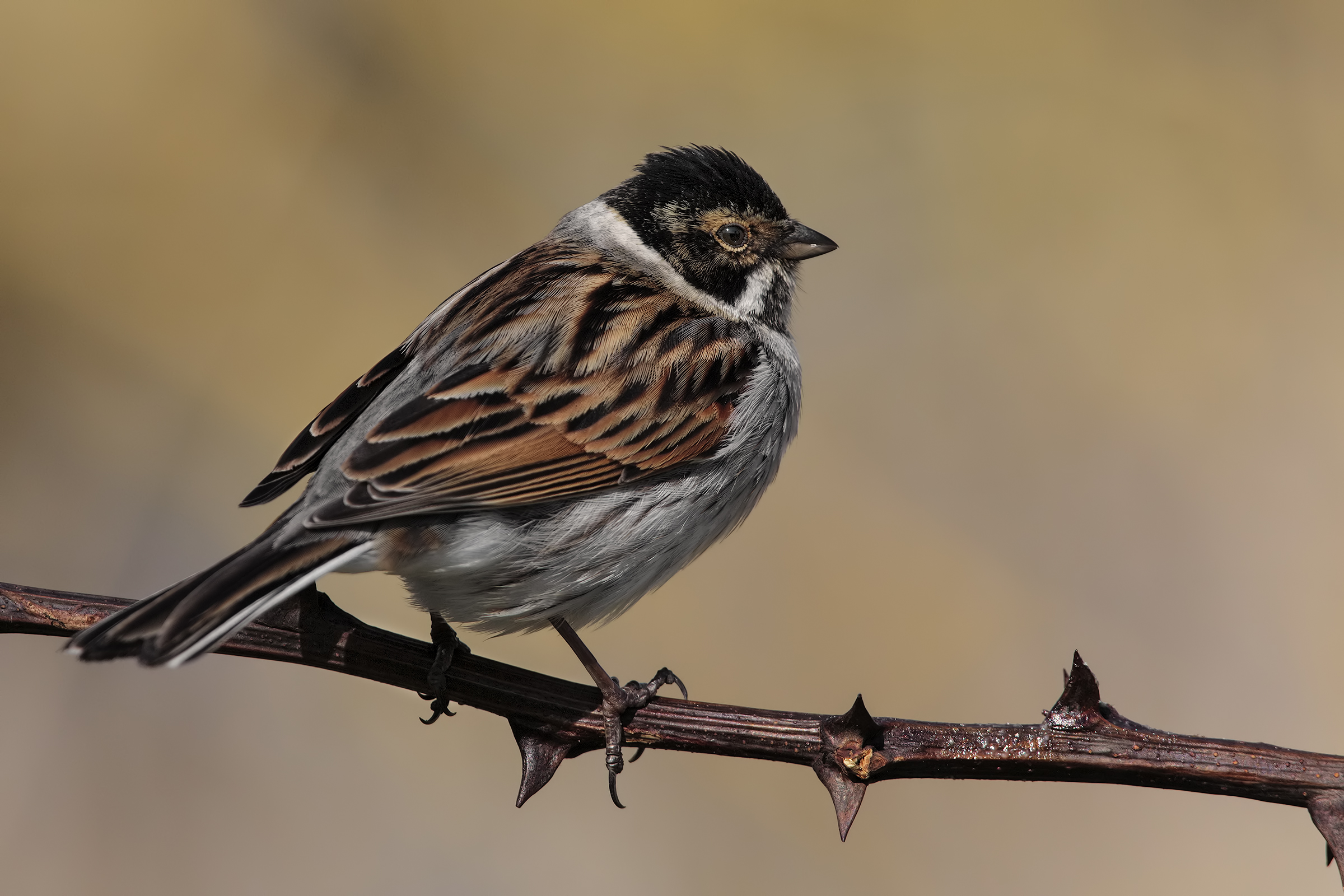 new migliarini3 ....