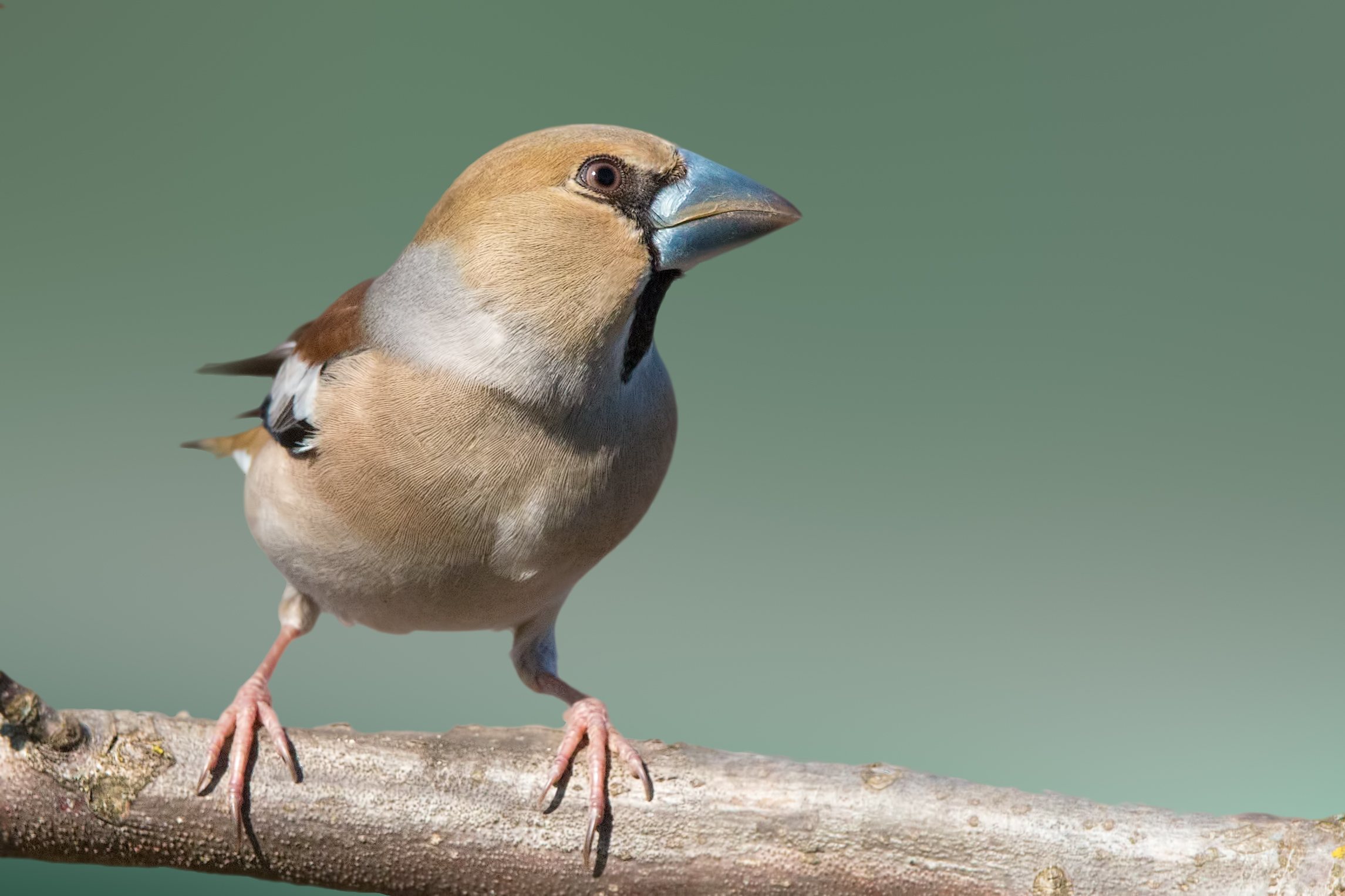 Hawfinch