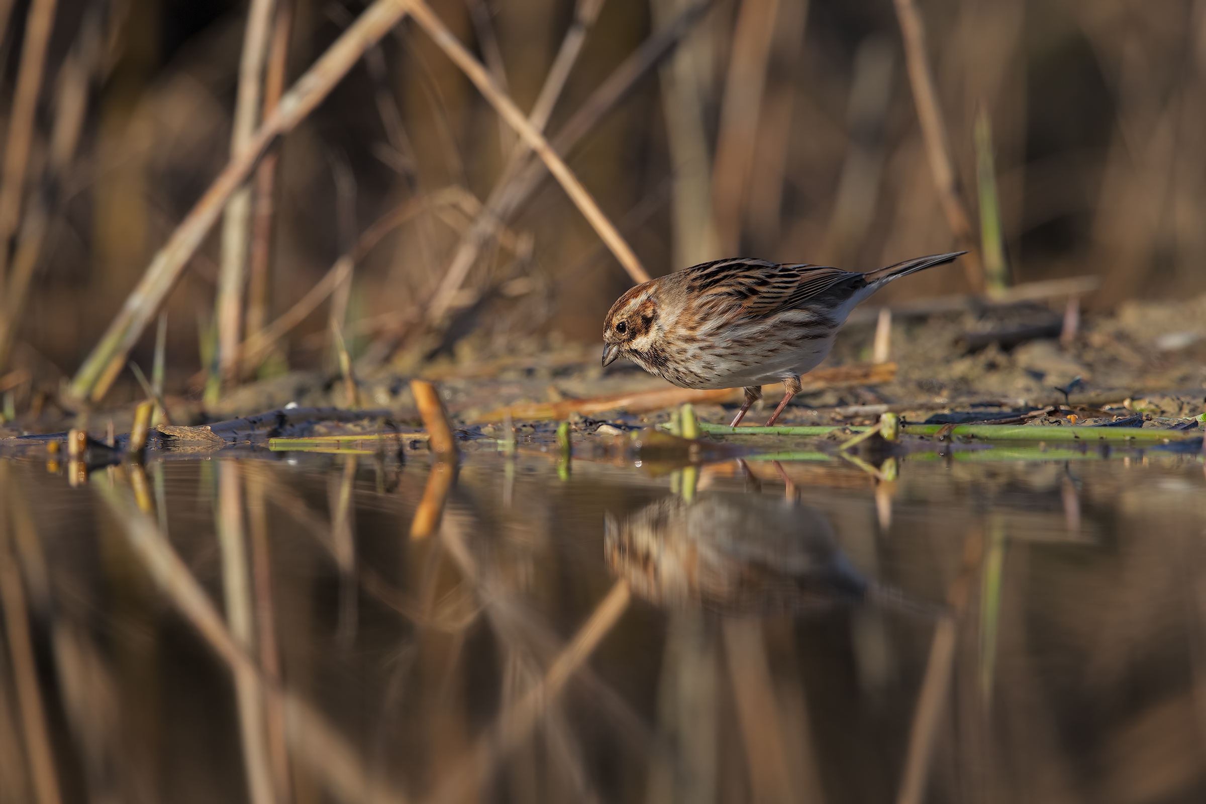 Reed Bunting