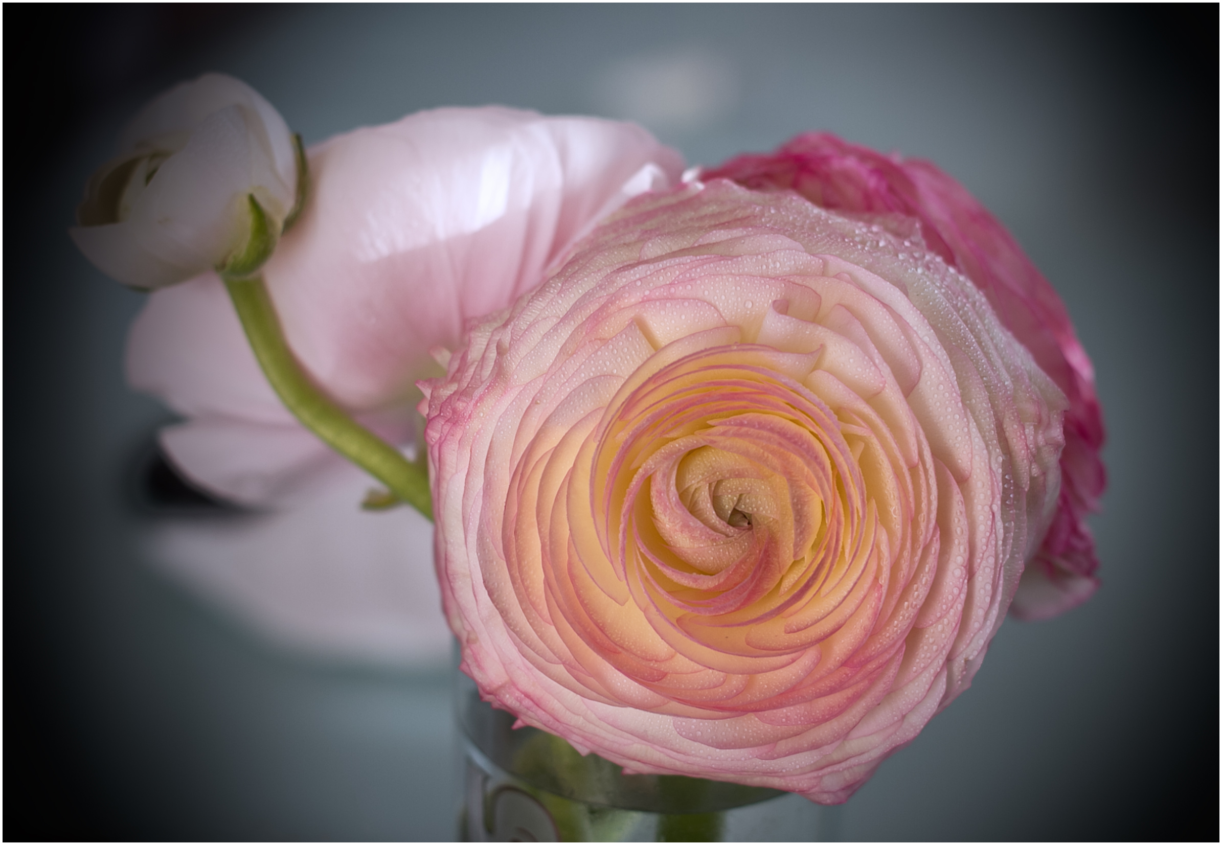 The usual buttercup ........