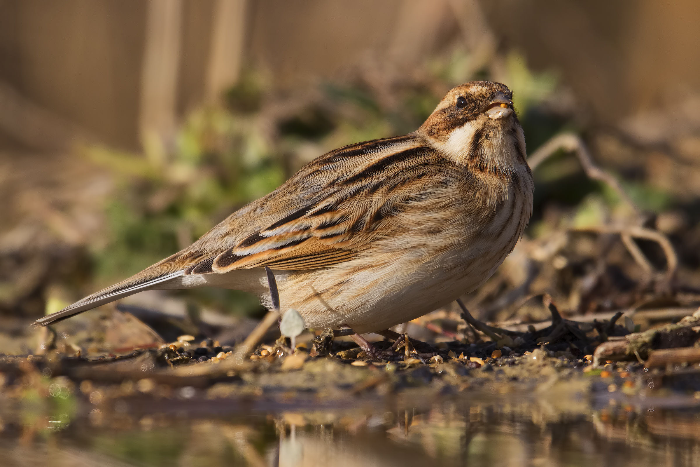 Reed Bunting