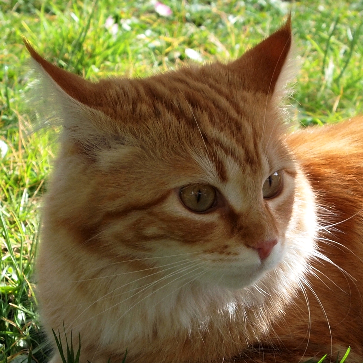 ... sono ancora io ...