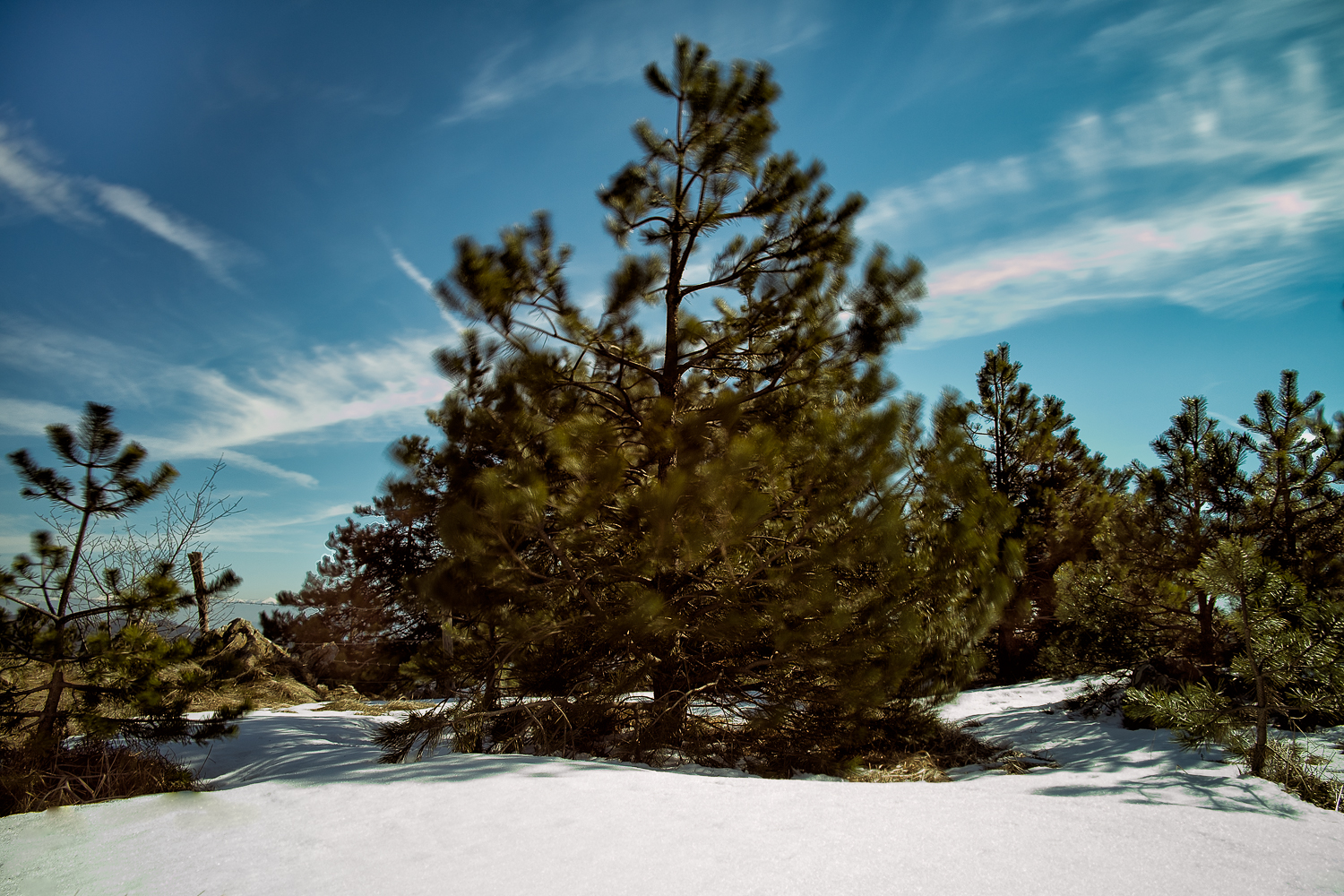 Albero al vento ai Piani di Praglia