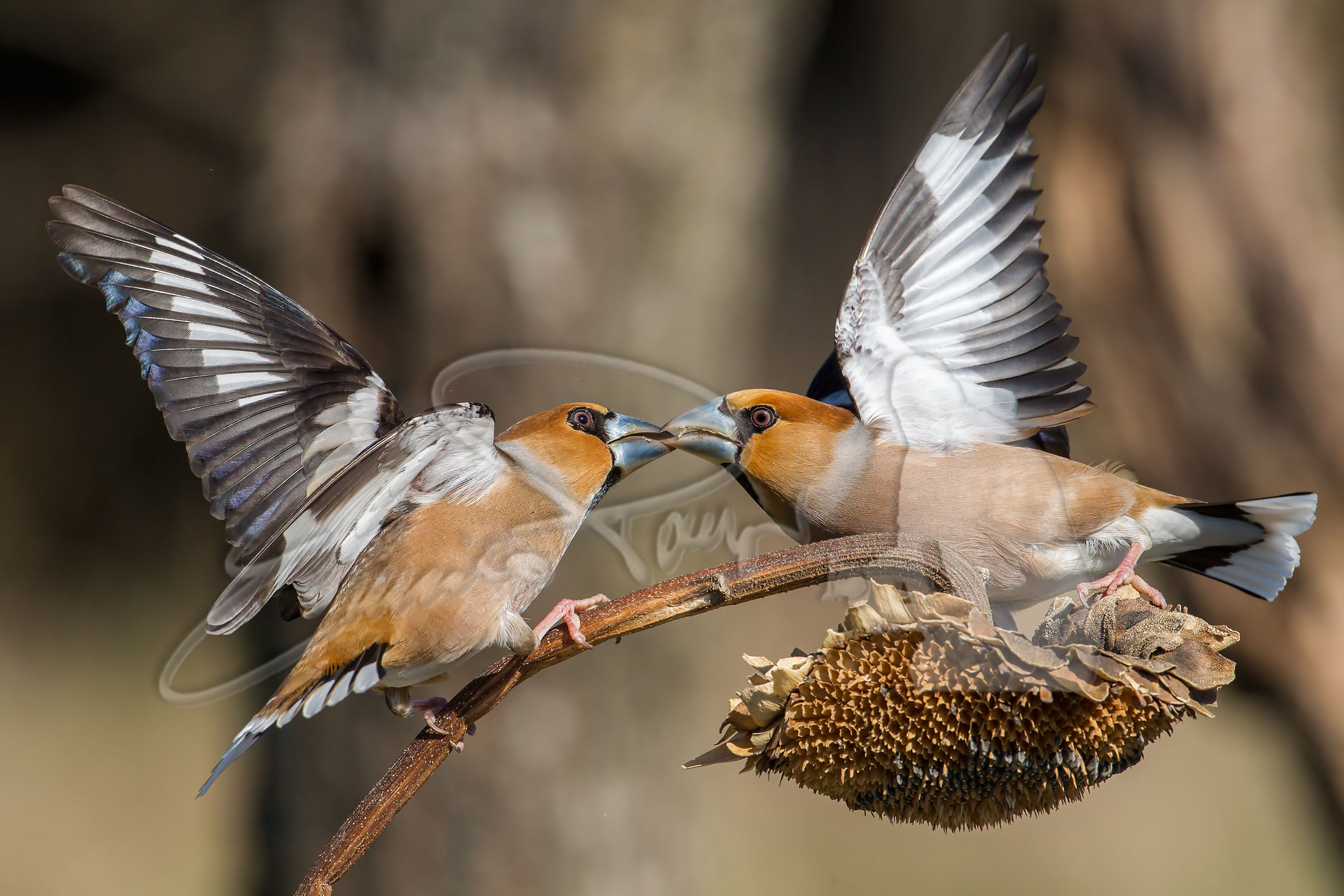 combattimento all' ultimo seme II