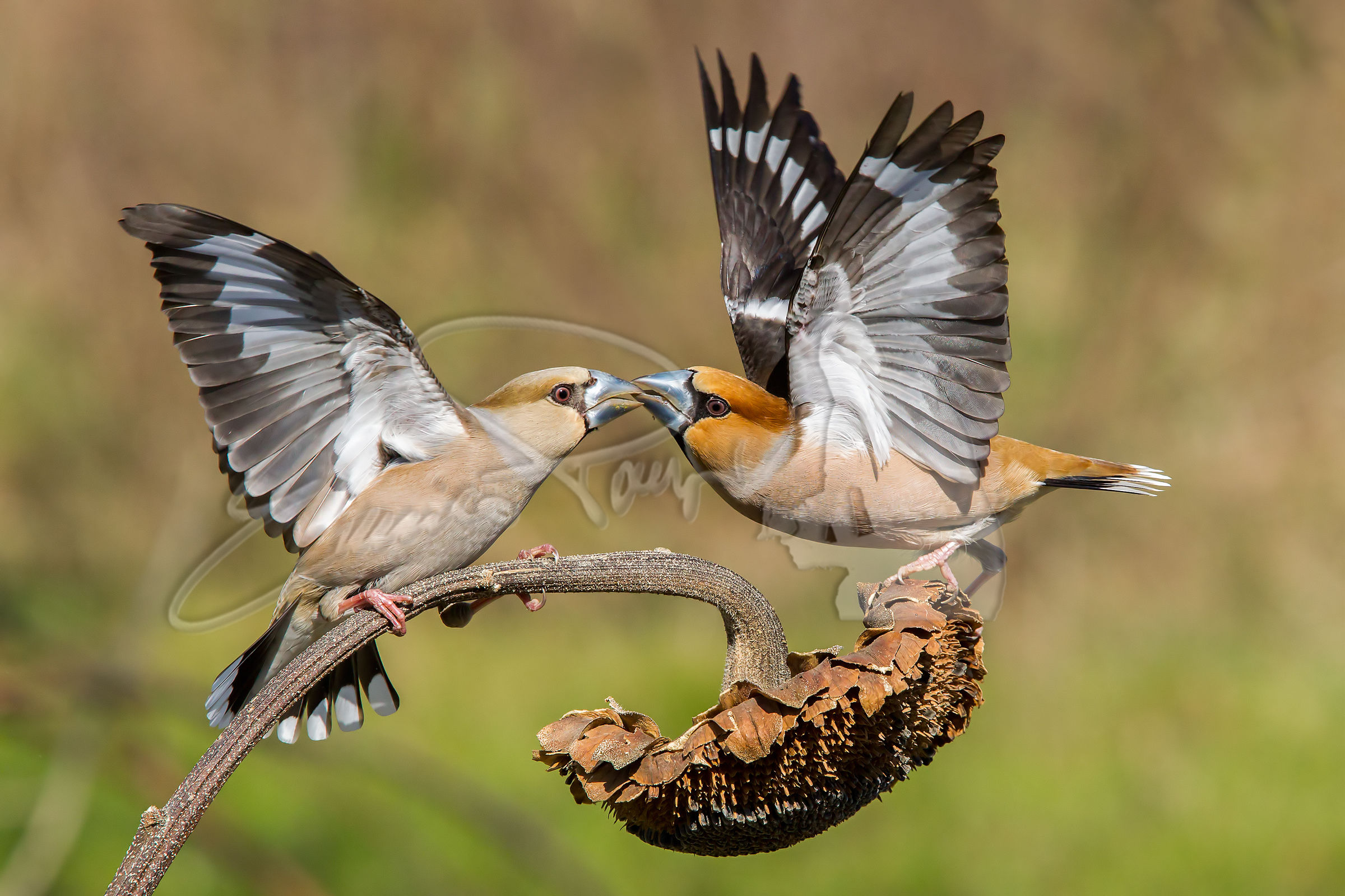 combattimento all' ultimo seme III