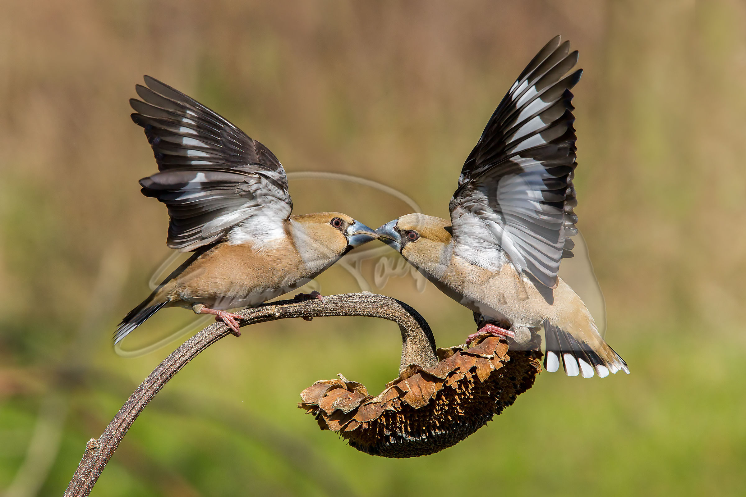 combattimento all' ultimo seme IV