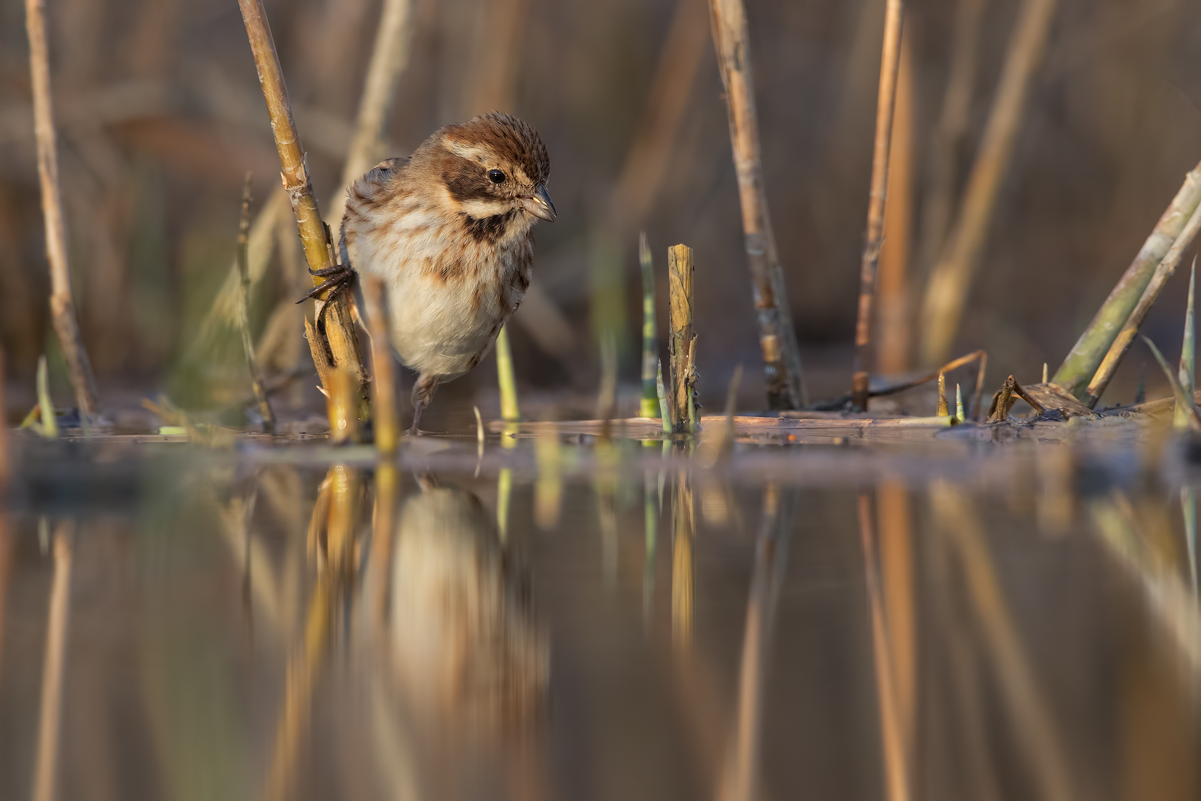 Migliarino di palude