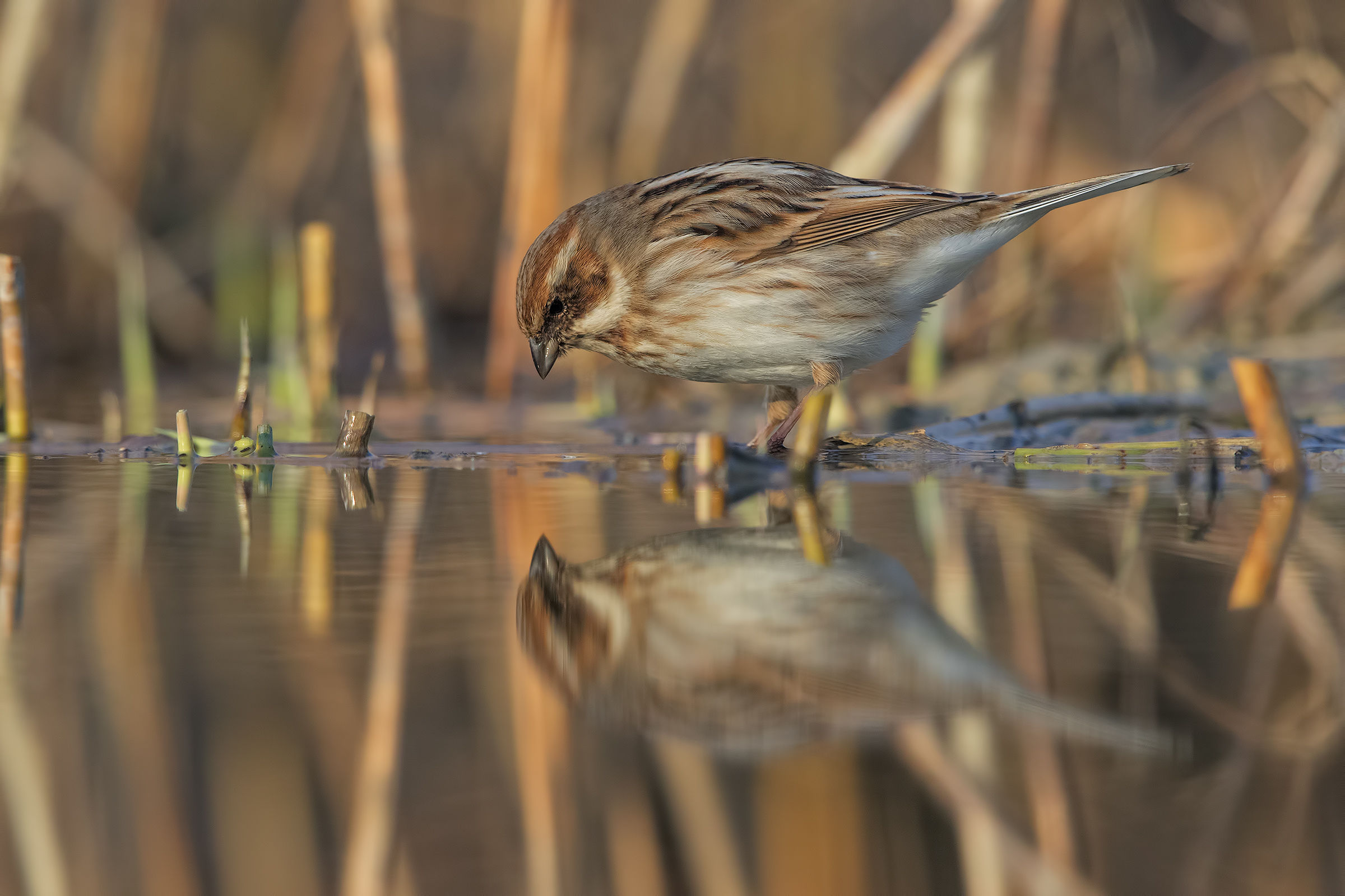 Migliarino di palude