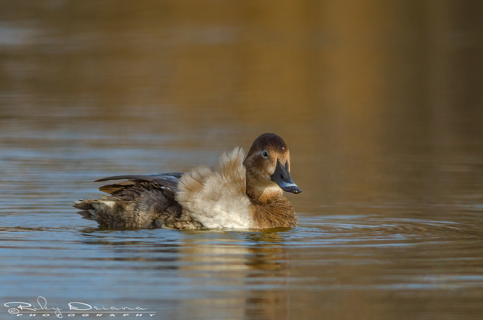 Pochard at sunset