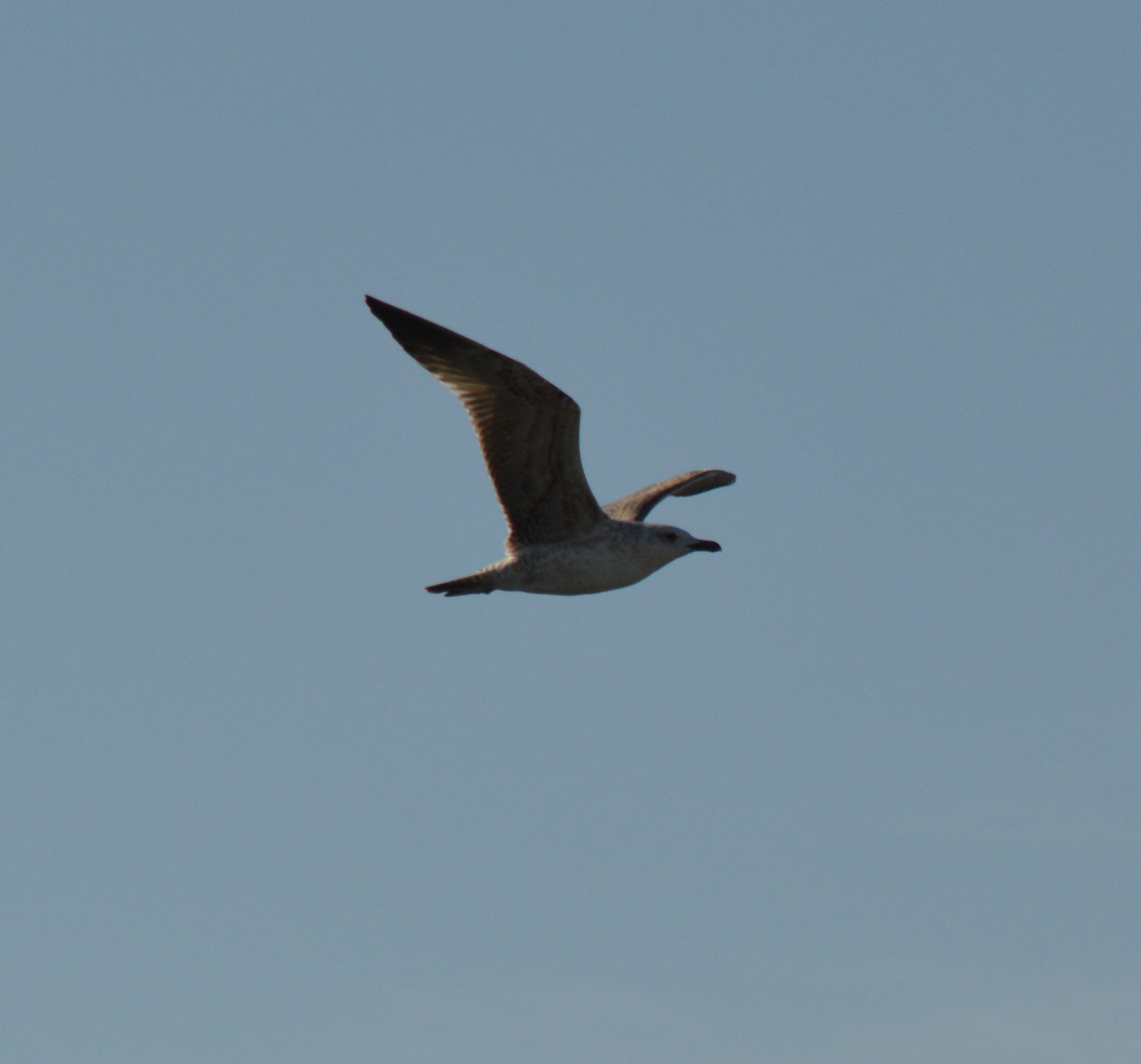 seagull in flight