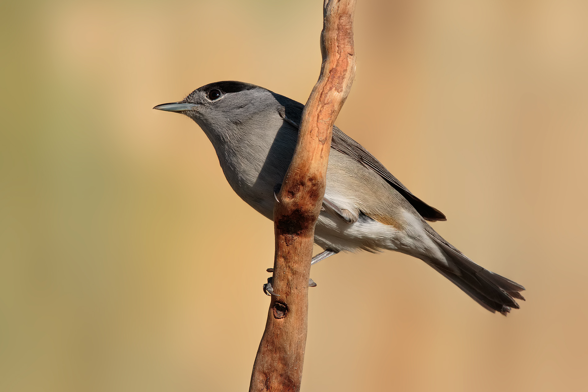 Capinera (maschio) al tramonto...