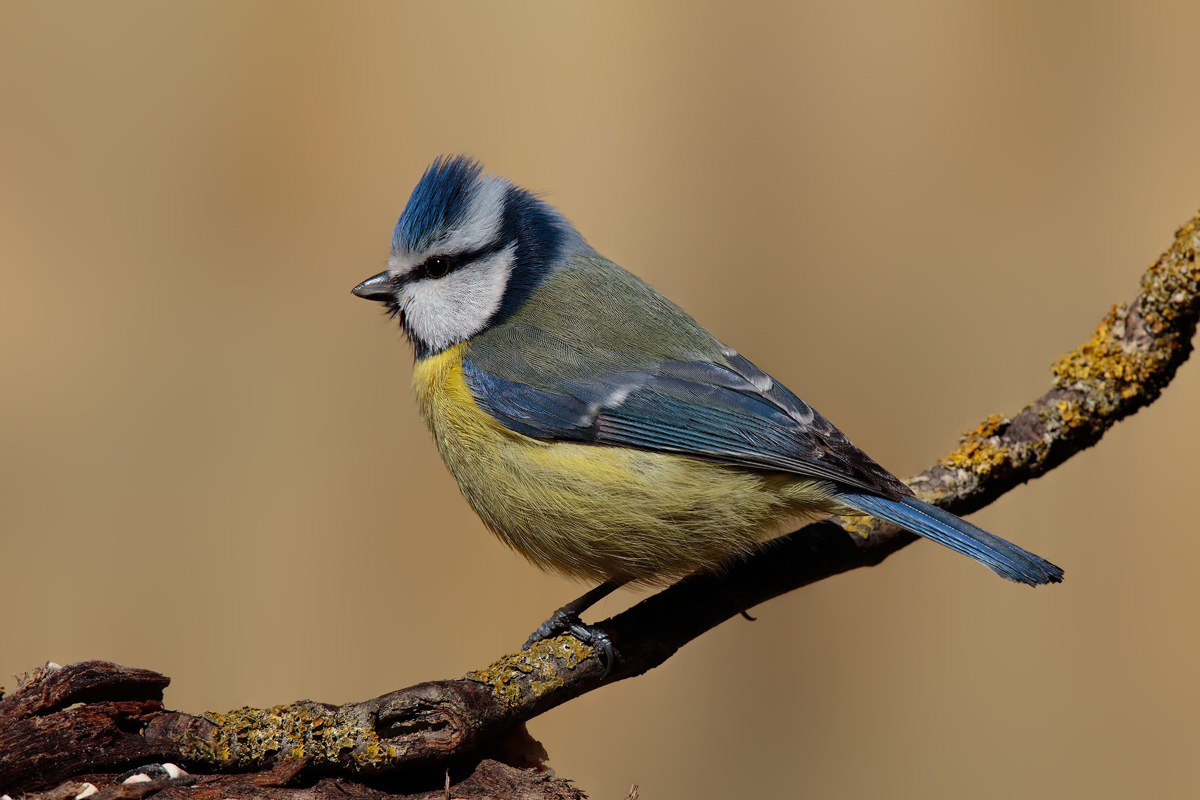 Cinciarella in hd... :-)