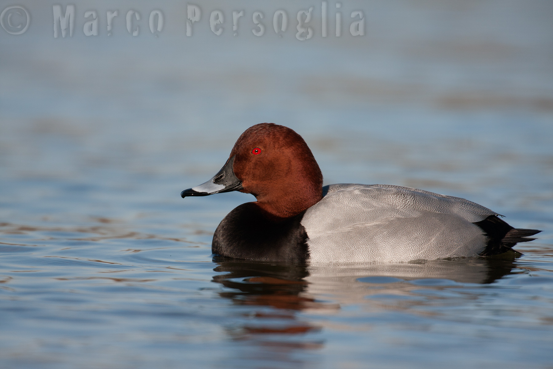 Pochard?