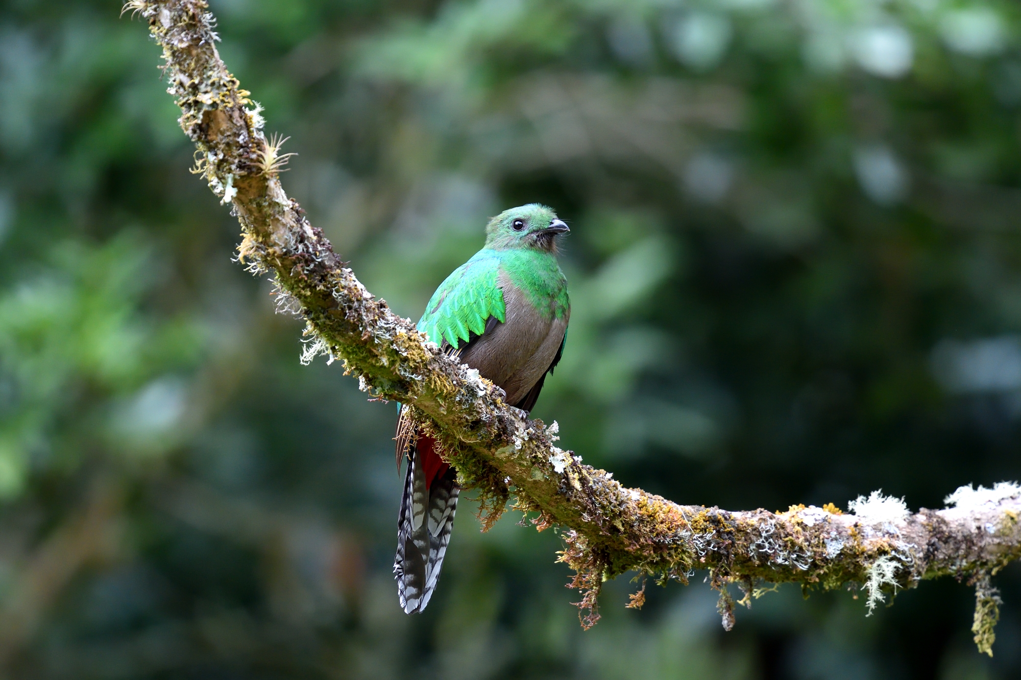 Il quetzal splendente
