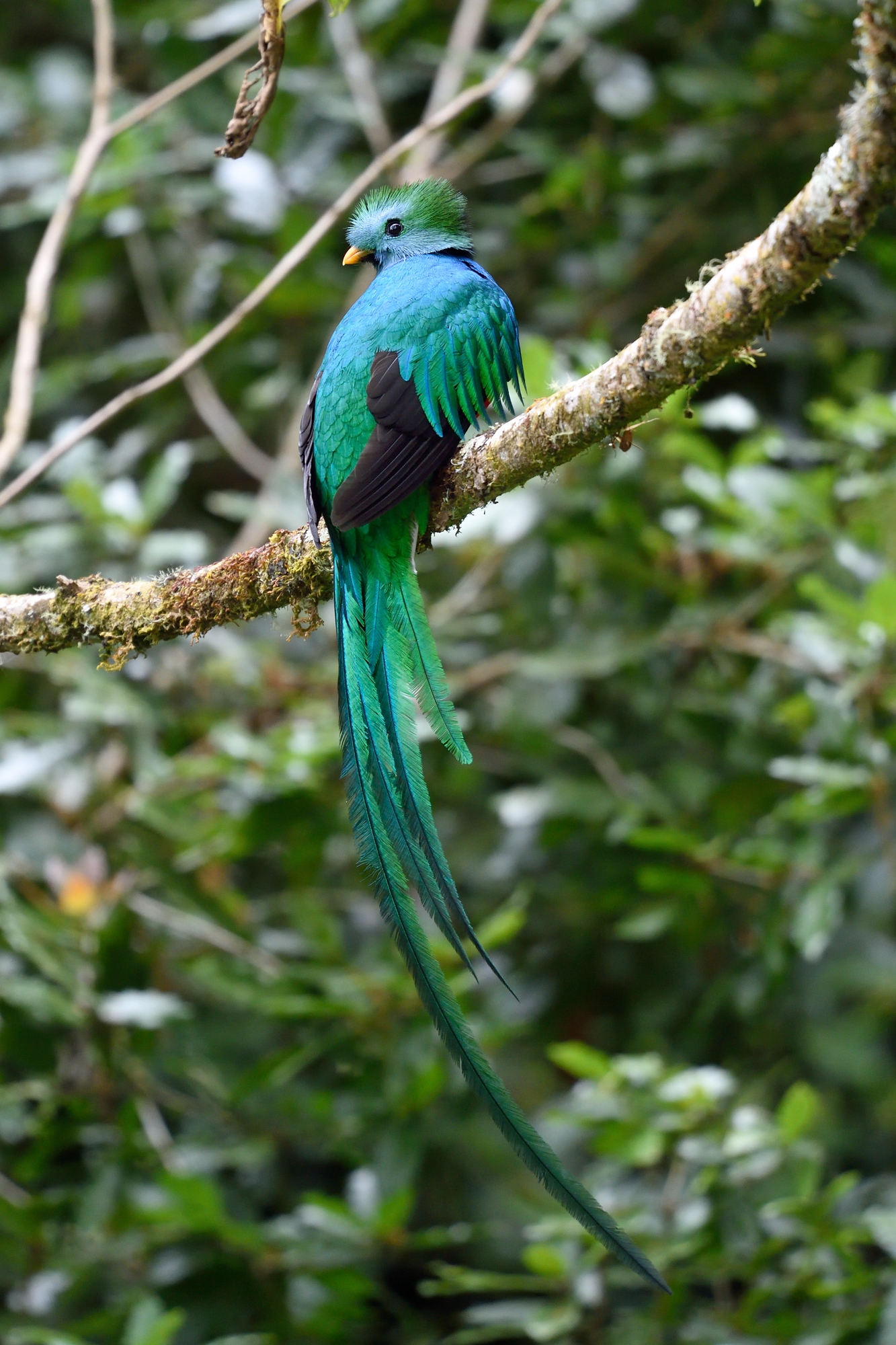 Il quetzal splendente