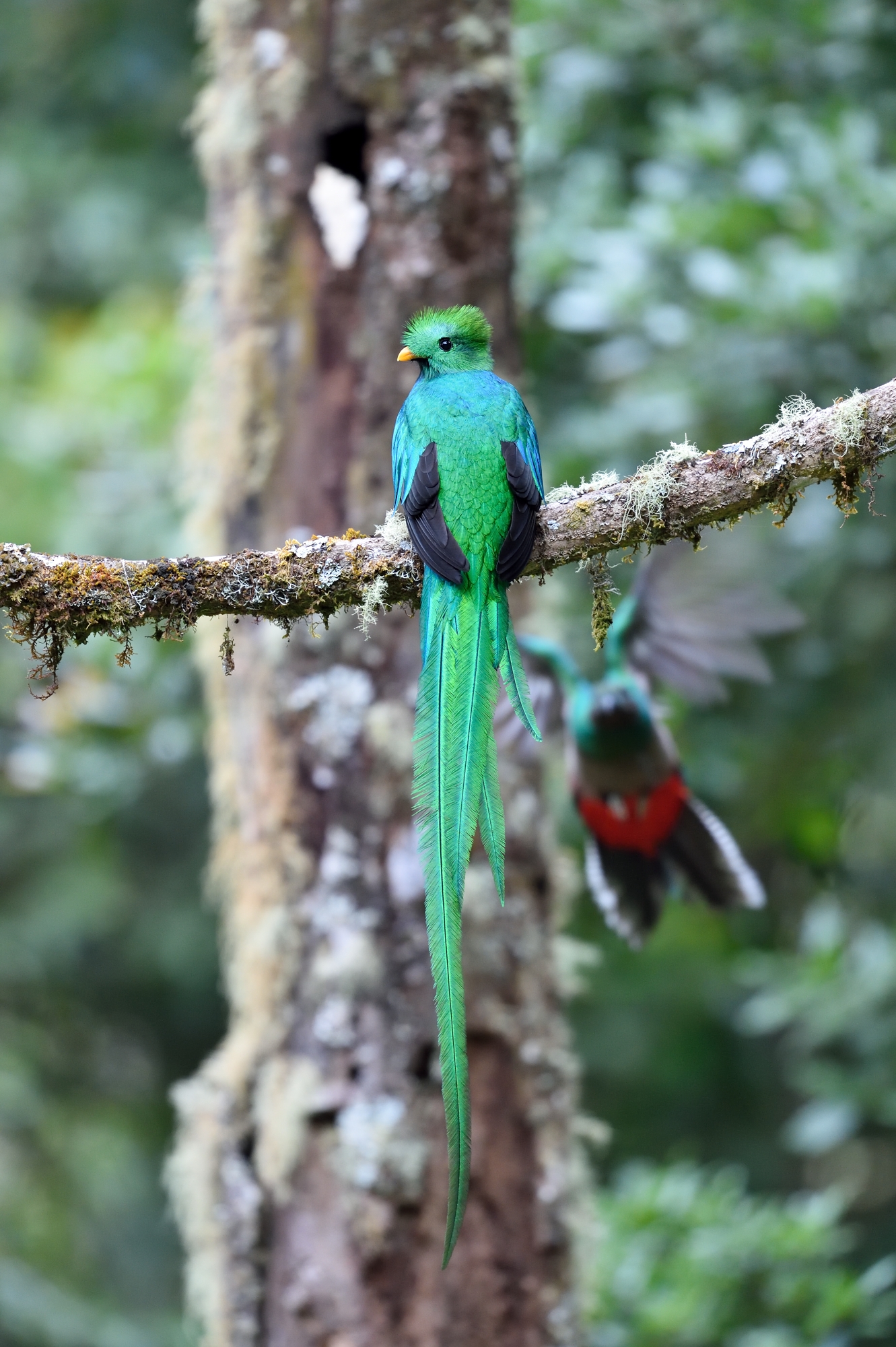 Il quetzal splendente
