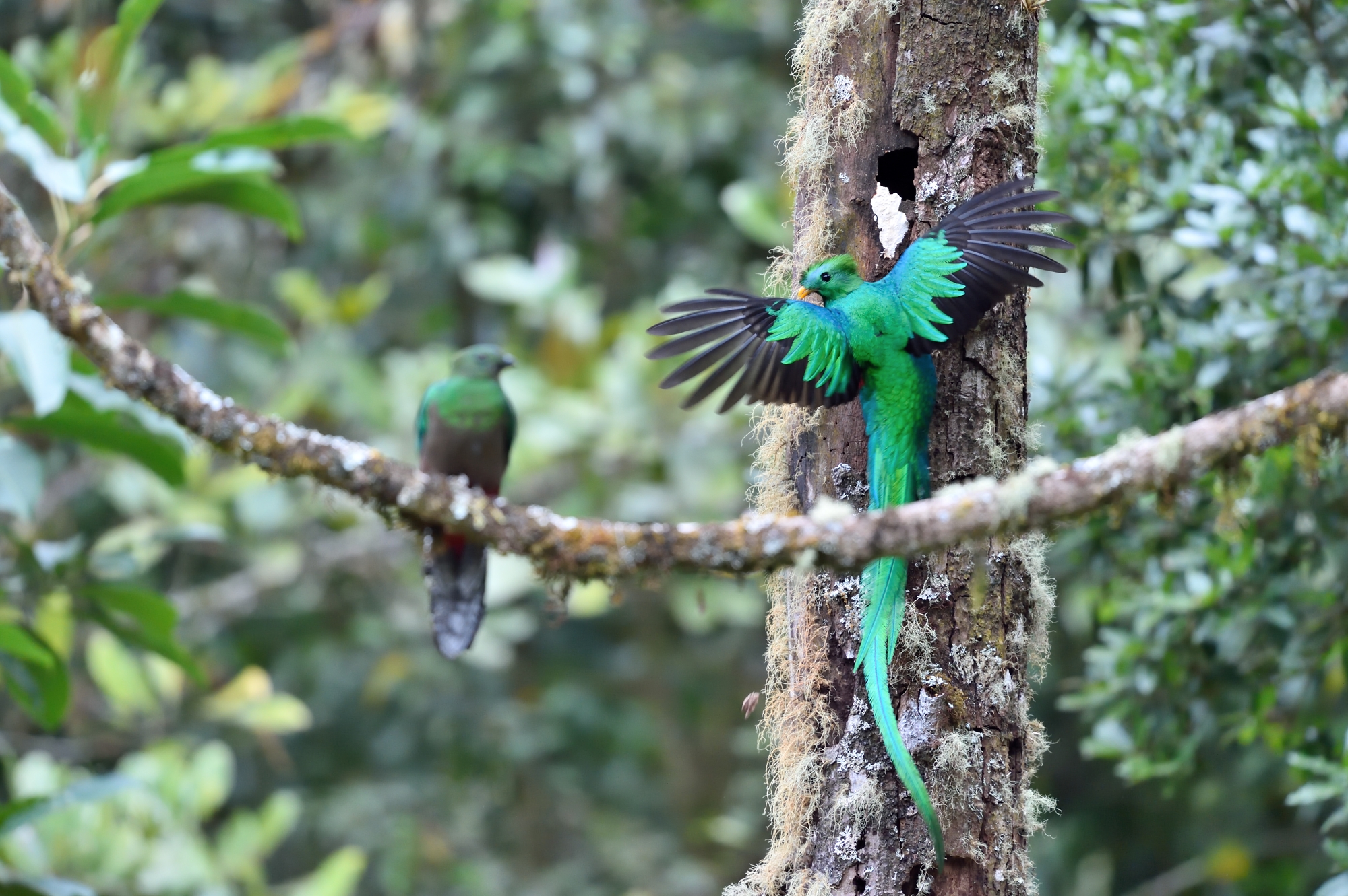 Il quetzal splendente