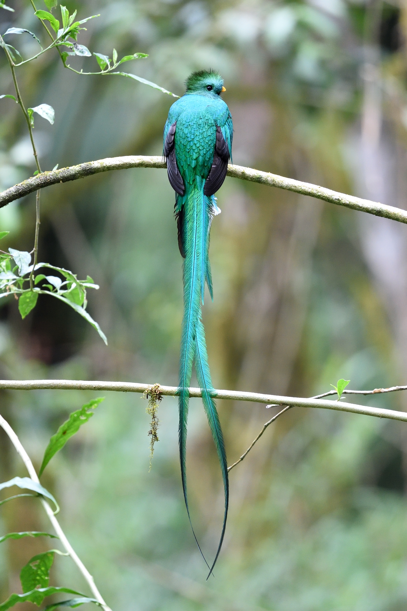 Il quetzal splendente